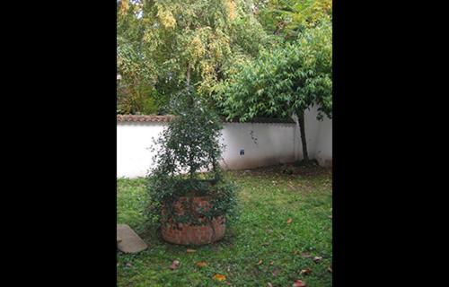 Casa Calicantus