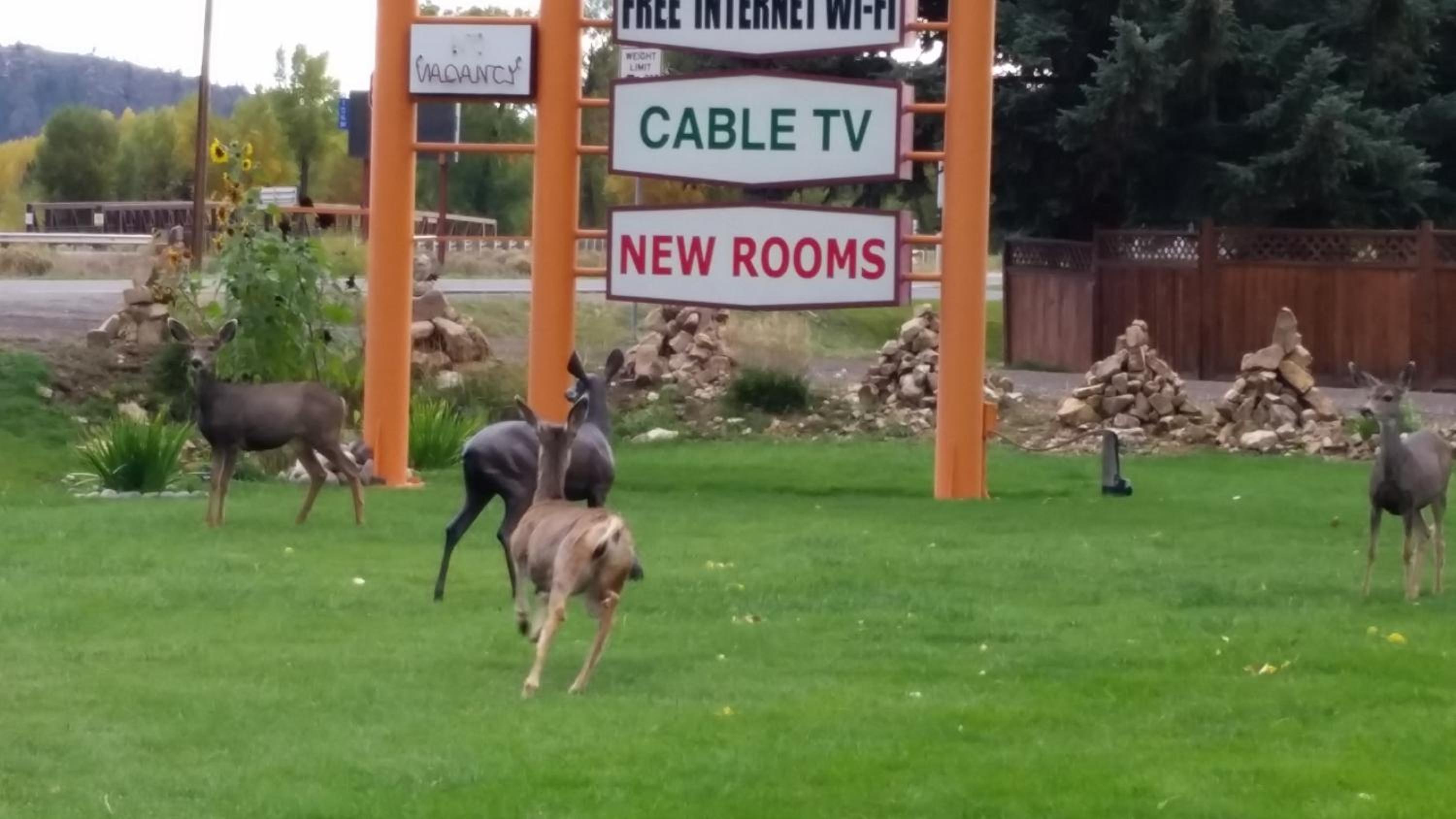 Gunnison Vacations - Long Holiday Motel - Property Image 3