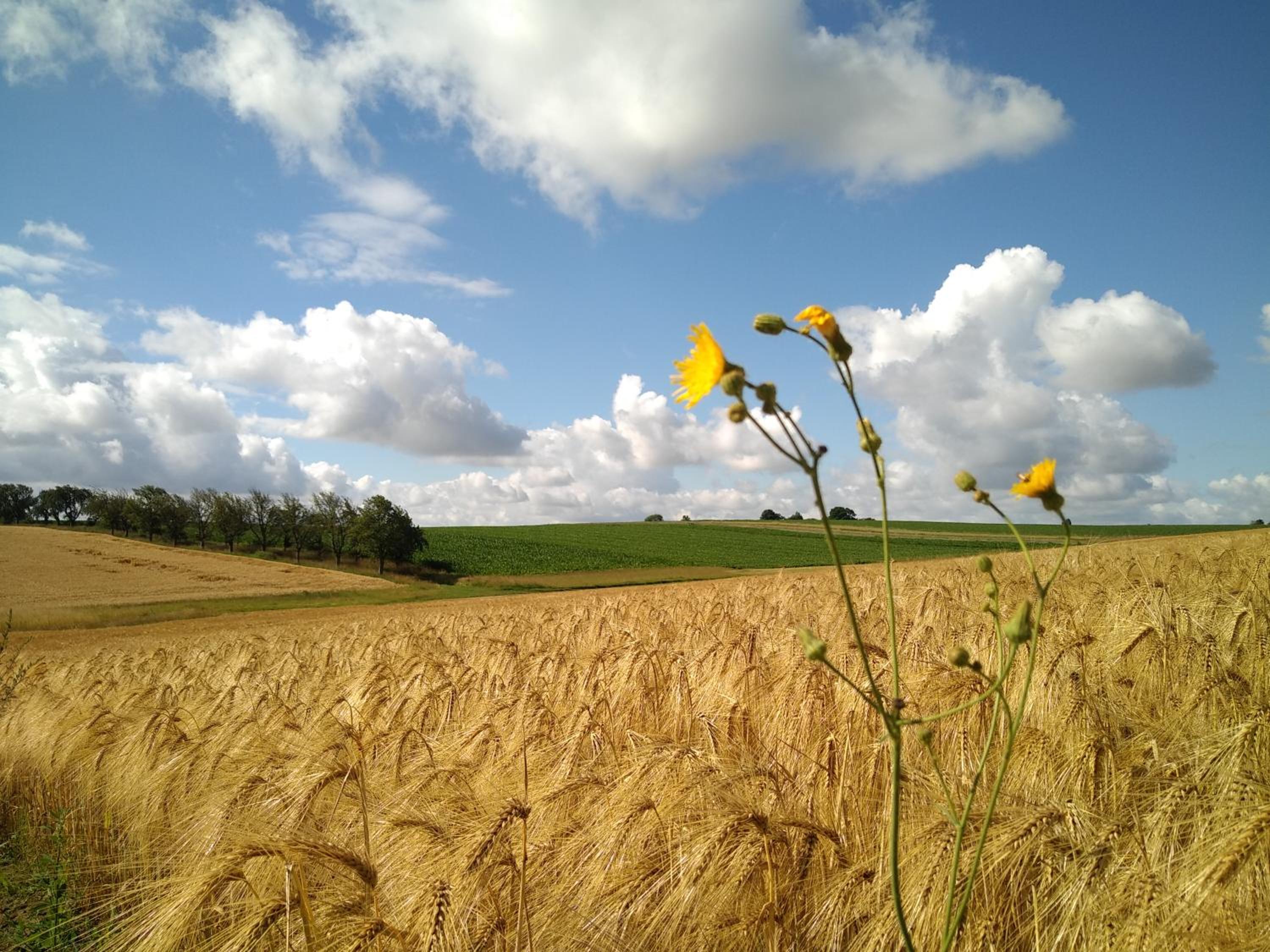 Vakantiewoning Mierzicht - privé wellness - Haspengouw 6p