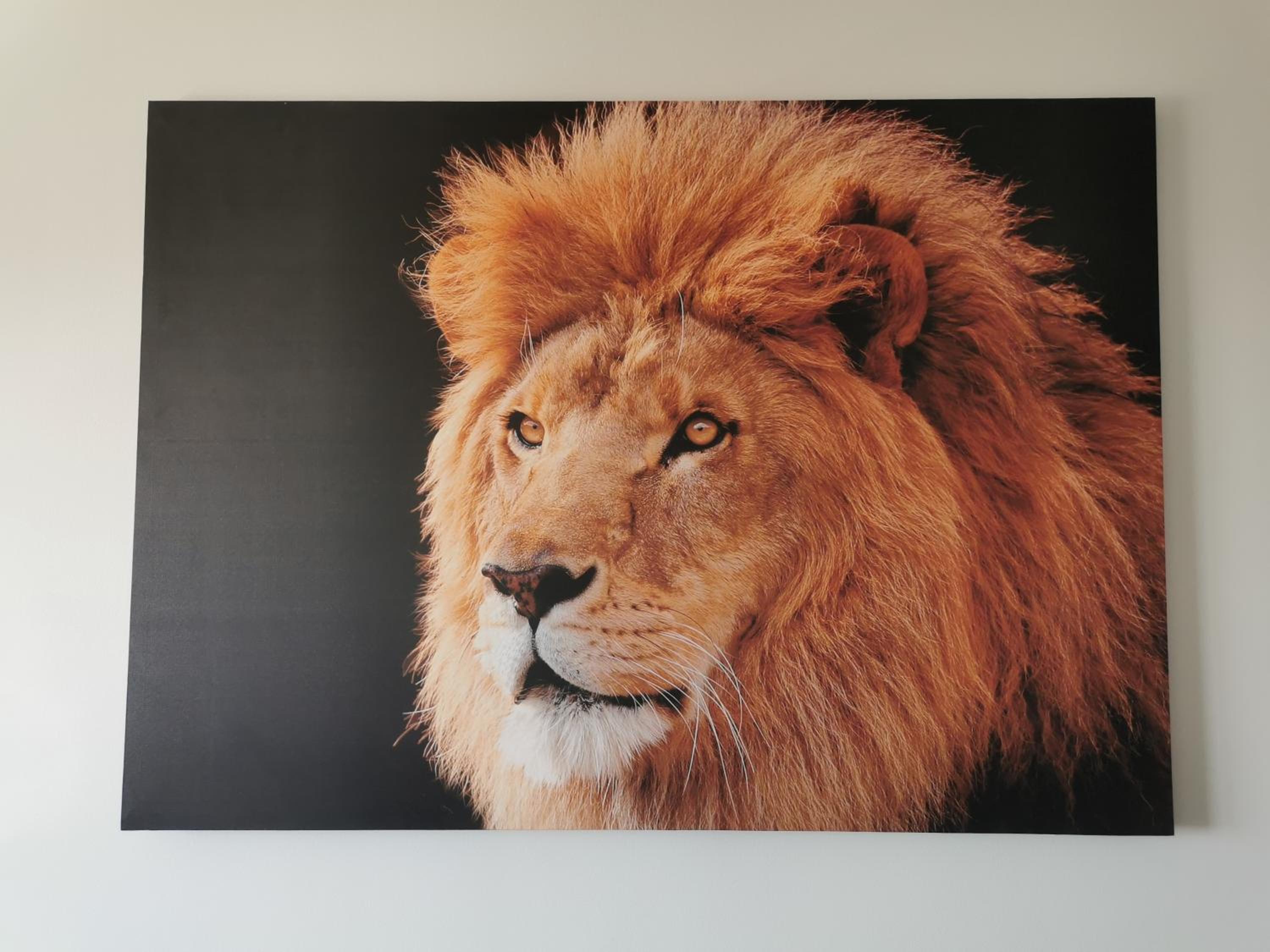 Lion Stay