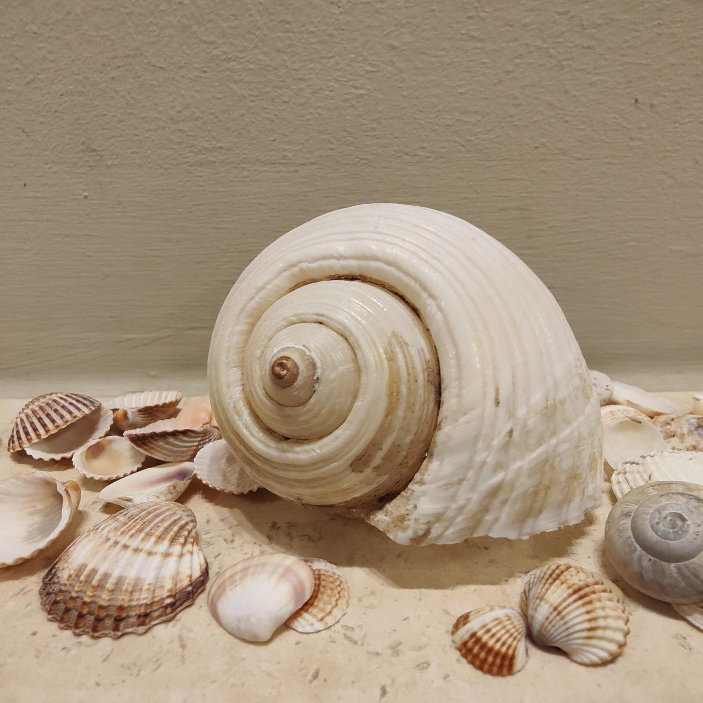 Toroni Pearl