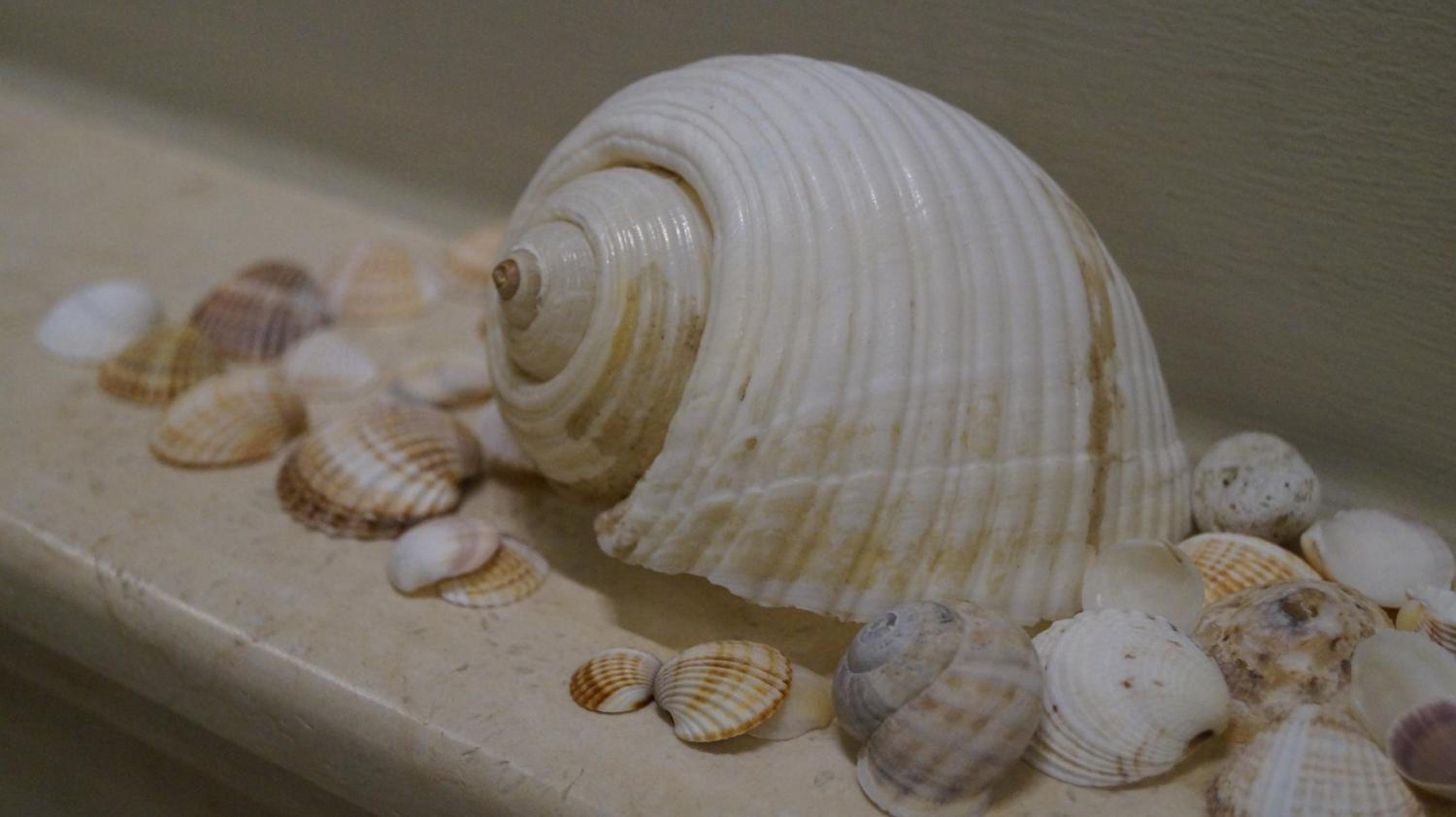 Toroni Pearl