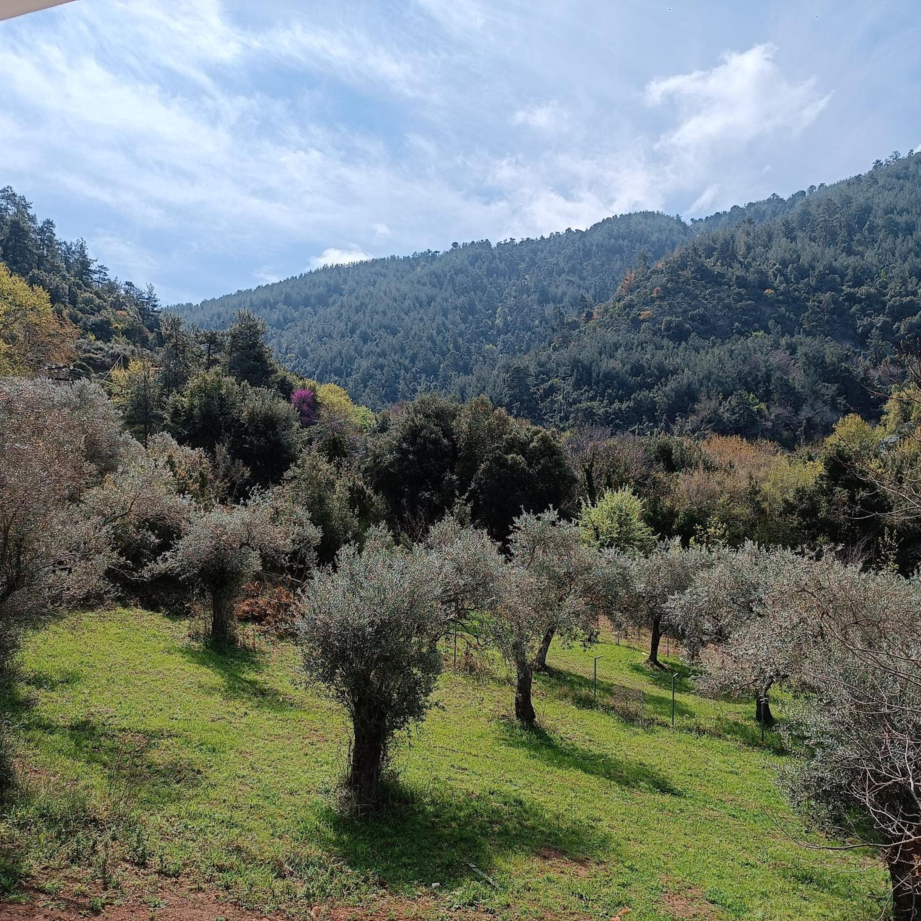 Evergreen Thassos