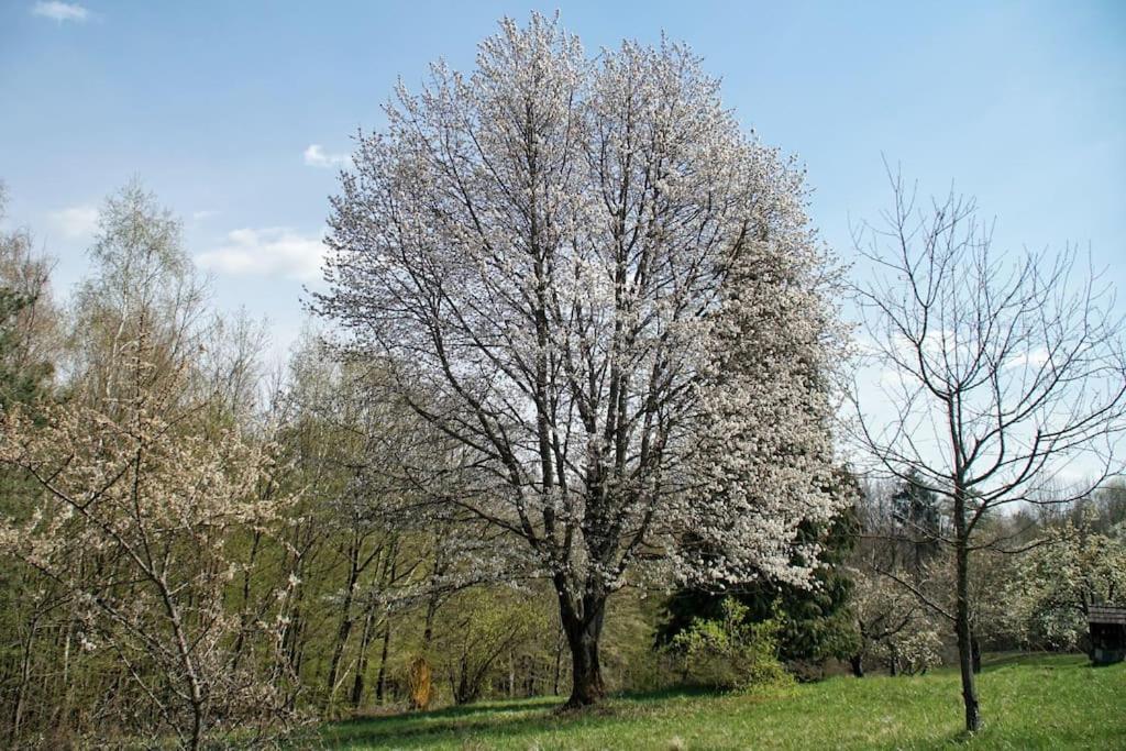 Photo 41