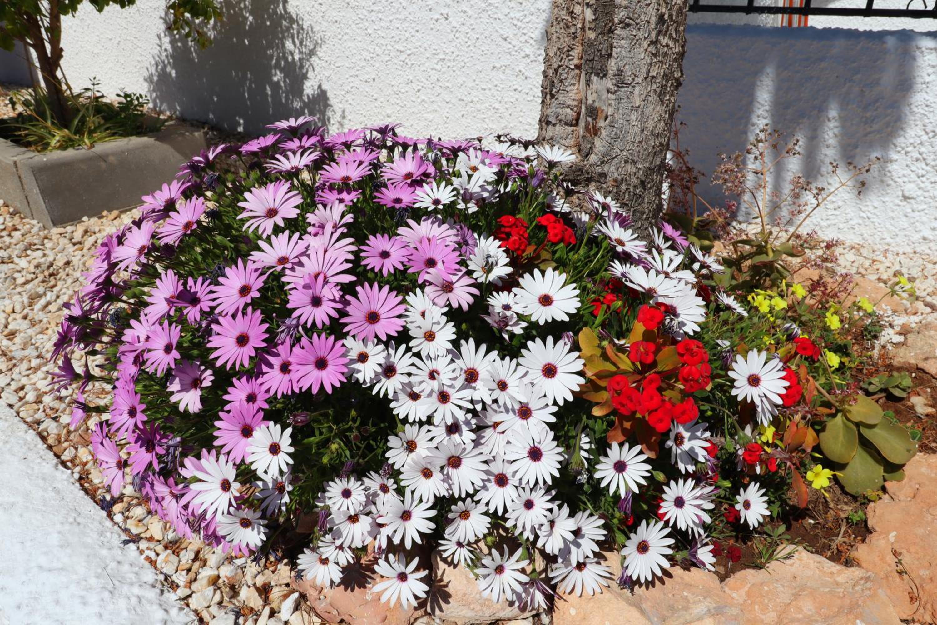 Oleza Sun Playa Flamenca
