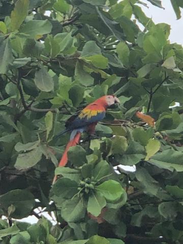 Casa Toucan mit privat Pool near NP Ballena