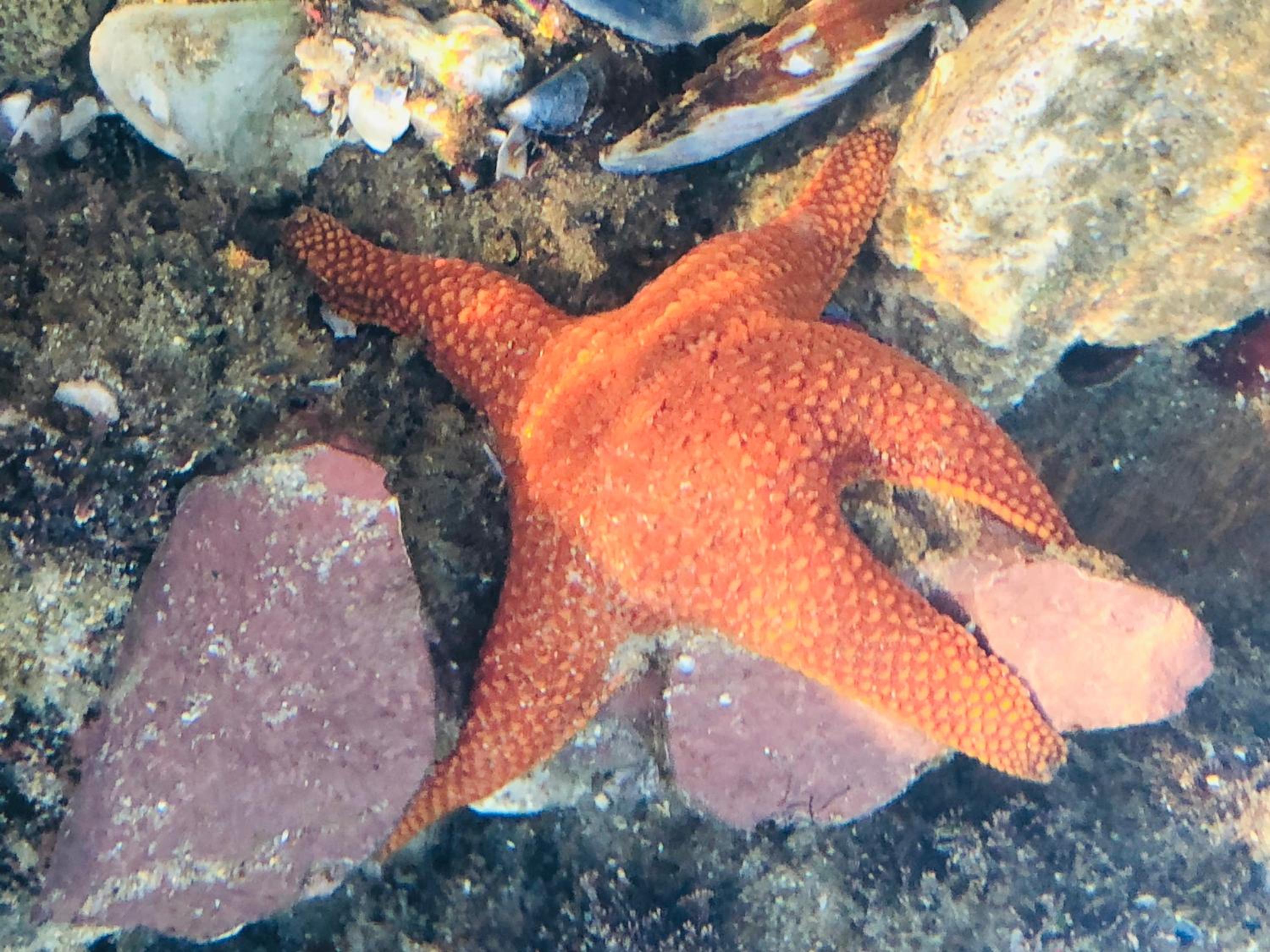 Csig Vleesbaai
