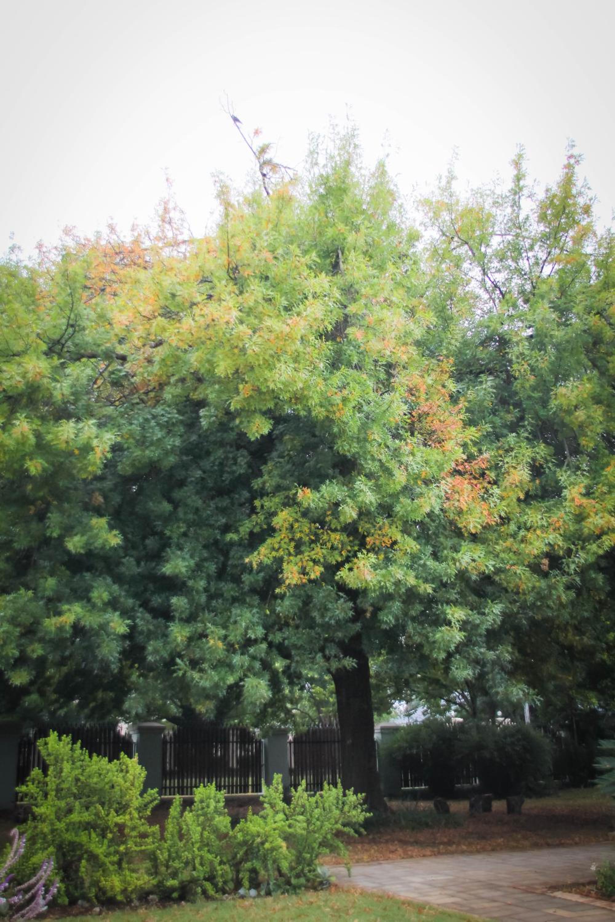 Photo 46