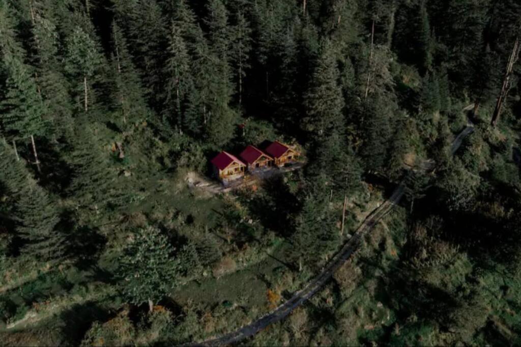 Himalayan Cedar Nest