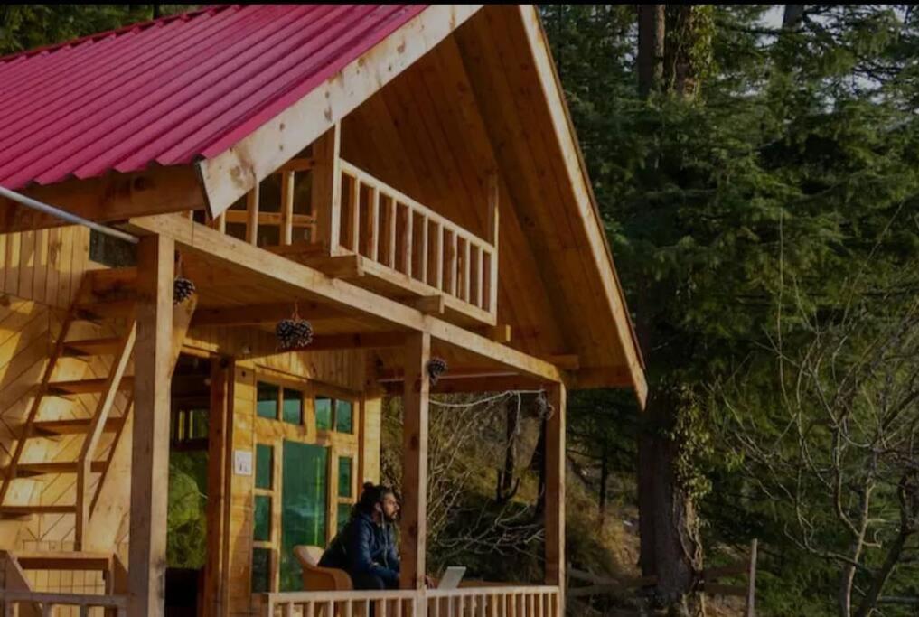 Himalayan Cedar Nest
