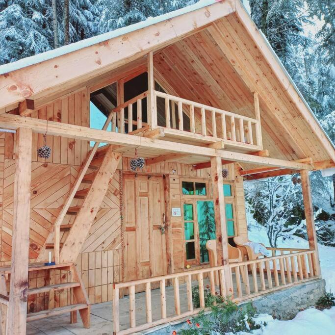 Himalayan Cedar Nest
