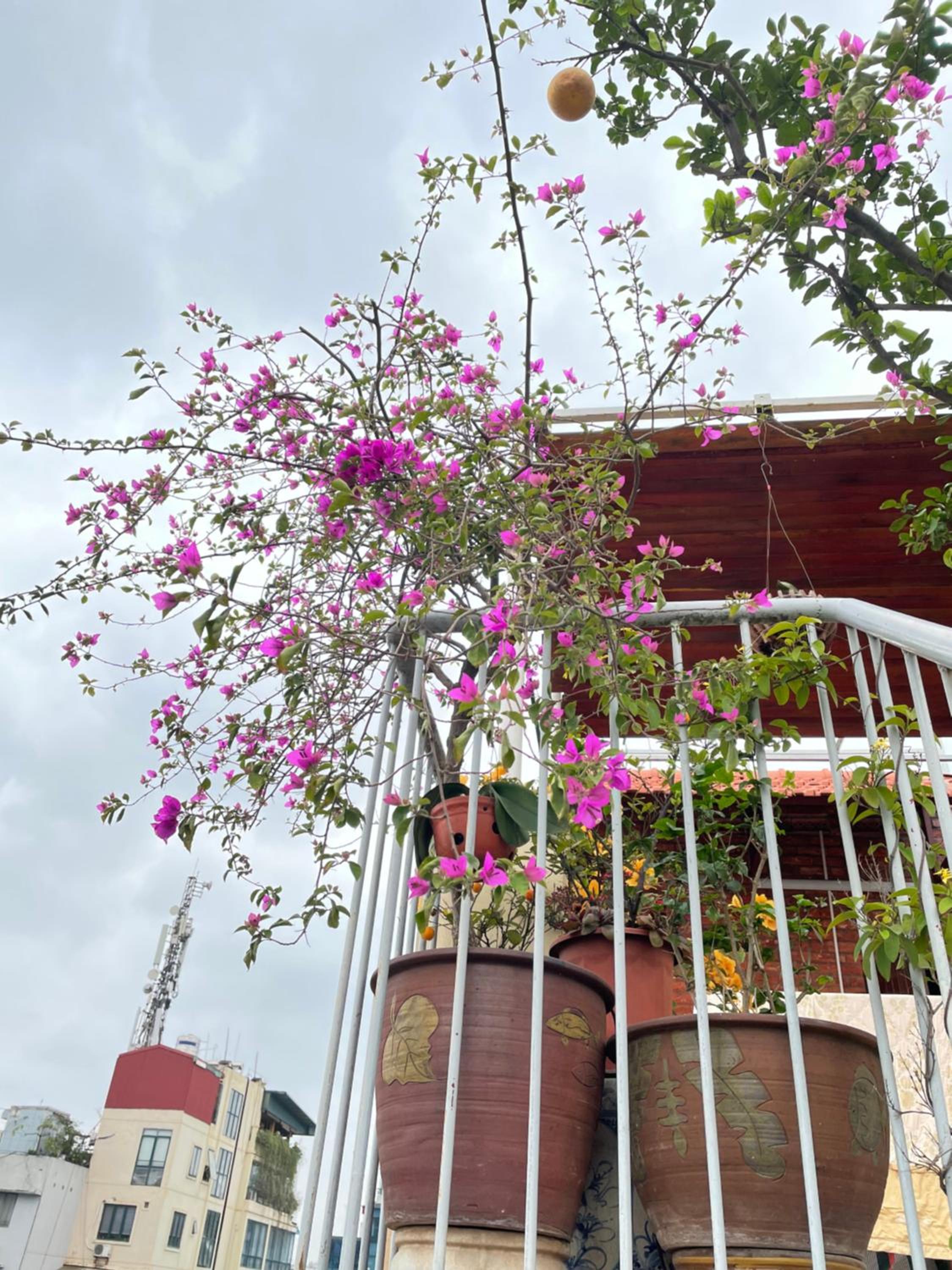 May Residence-800m from Opera House
