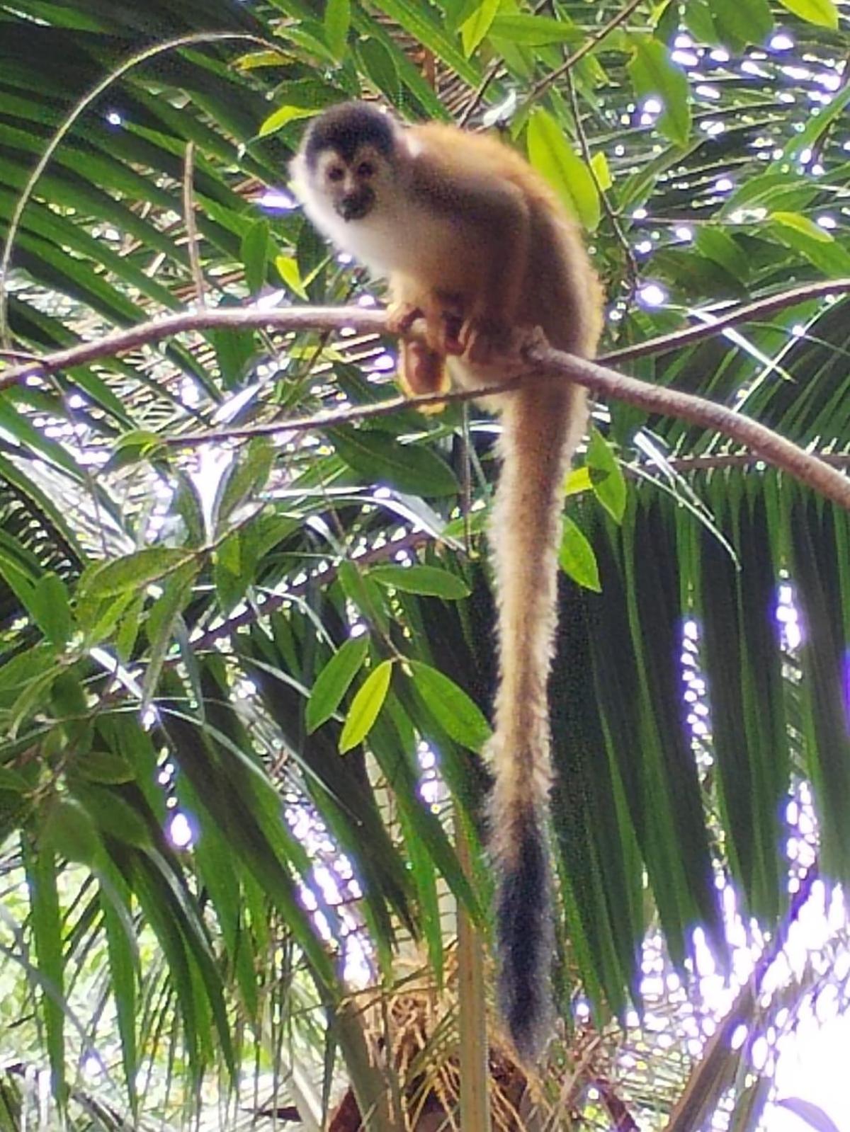 Happy Monkeys