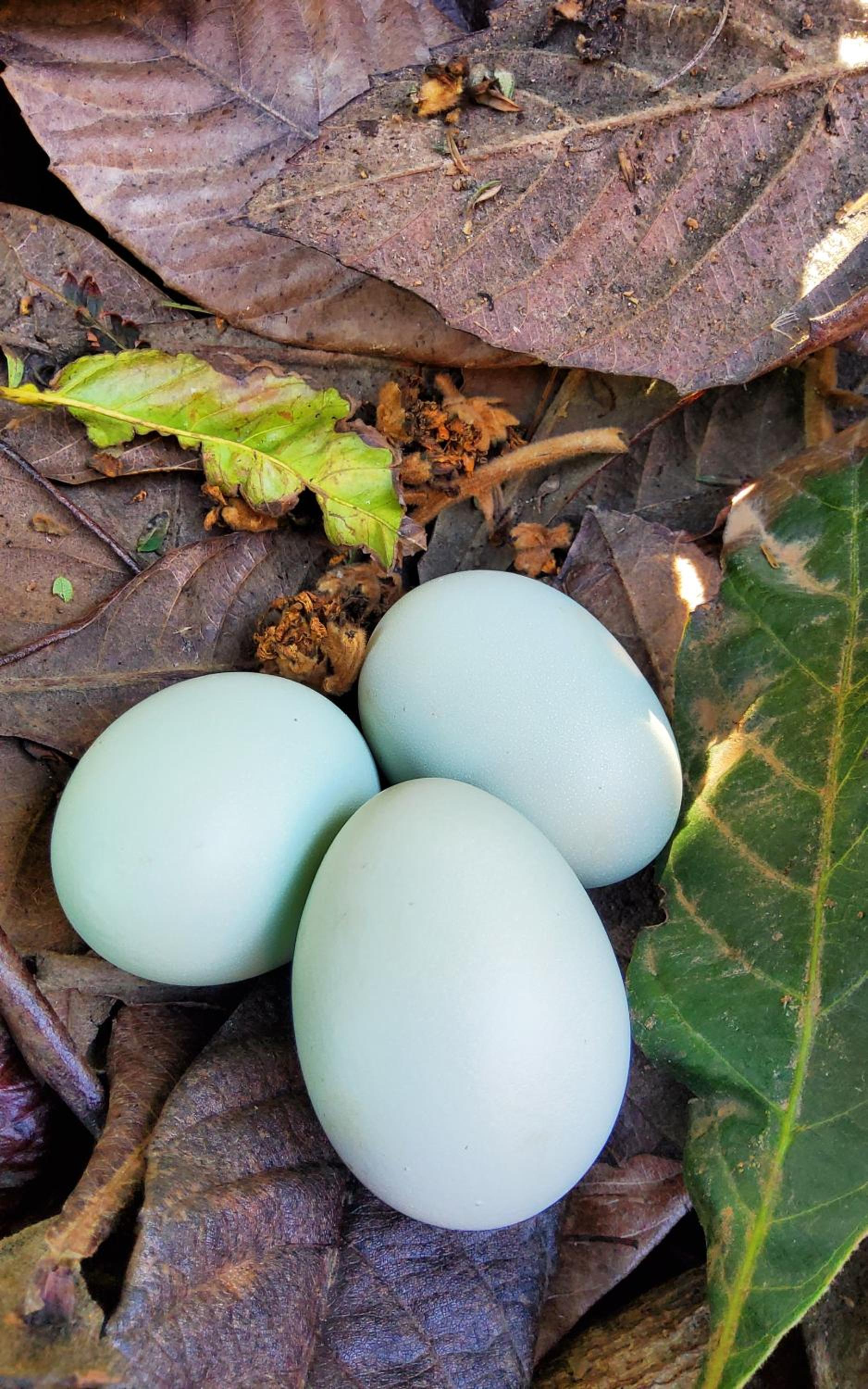 Ecofinca Selva Doramas