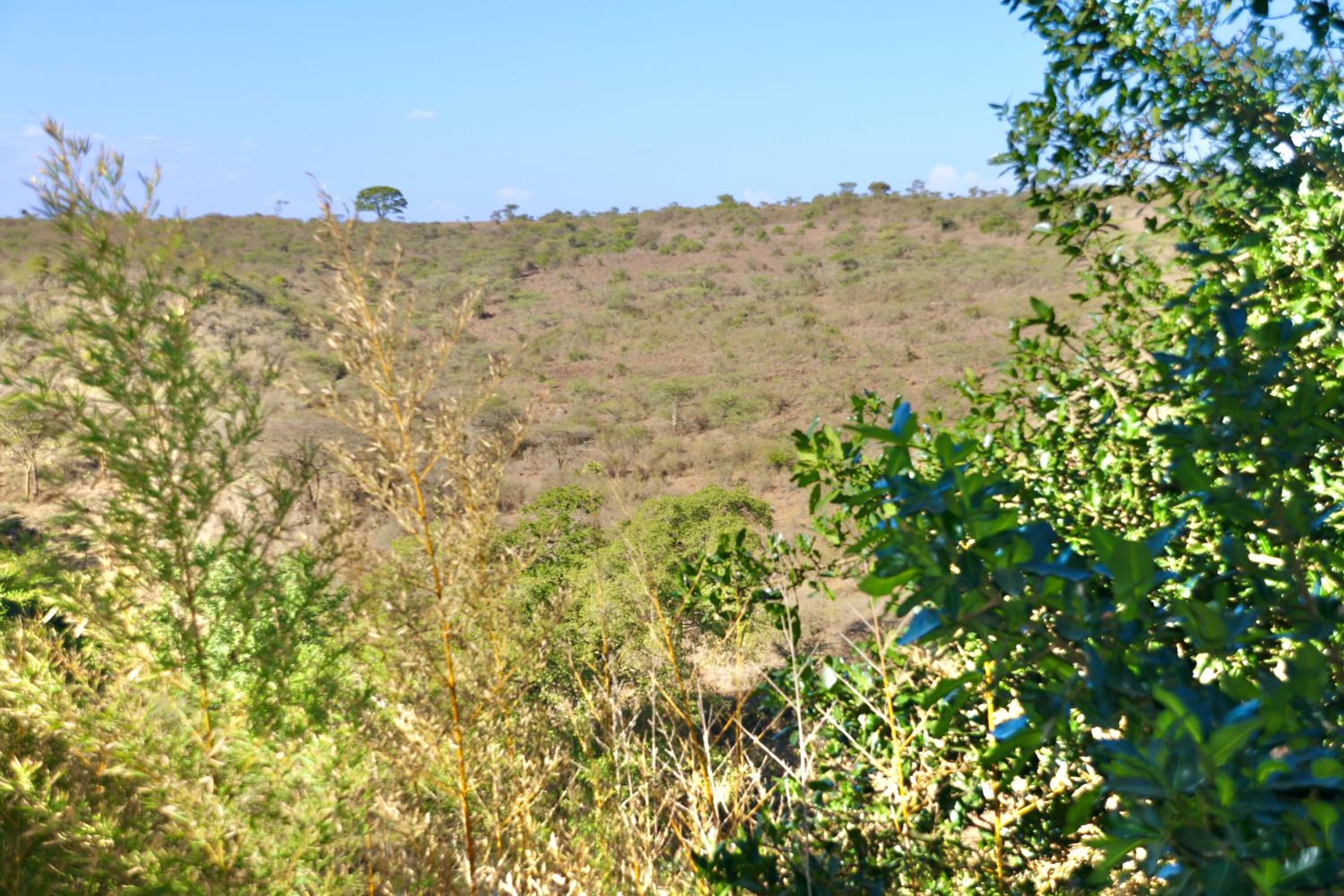 Savannah Ranch