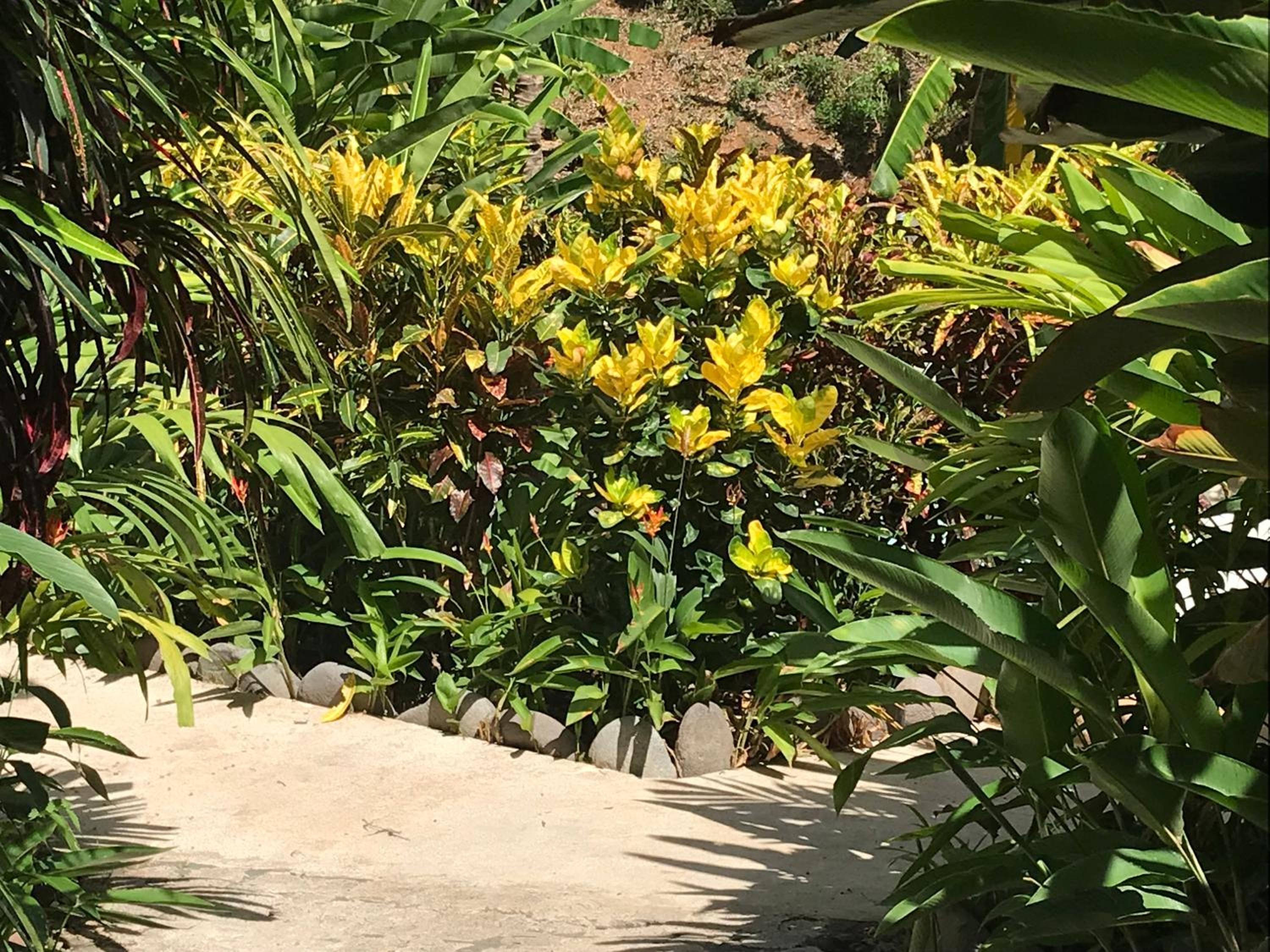 FLOR DE PARAISO BUNGALOWS