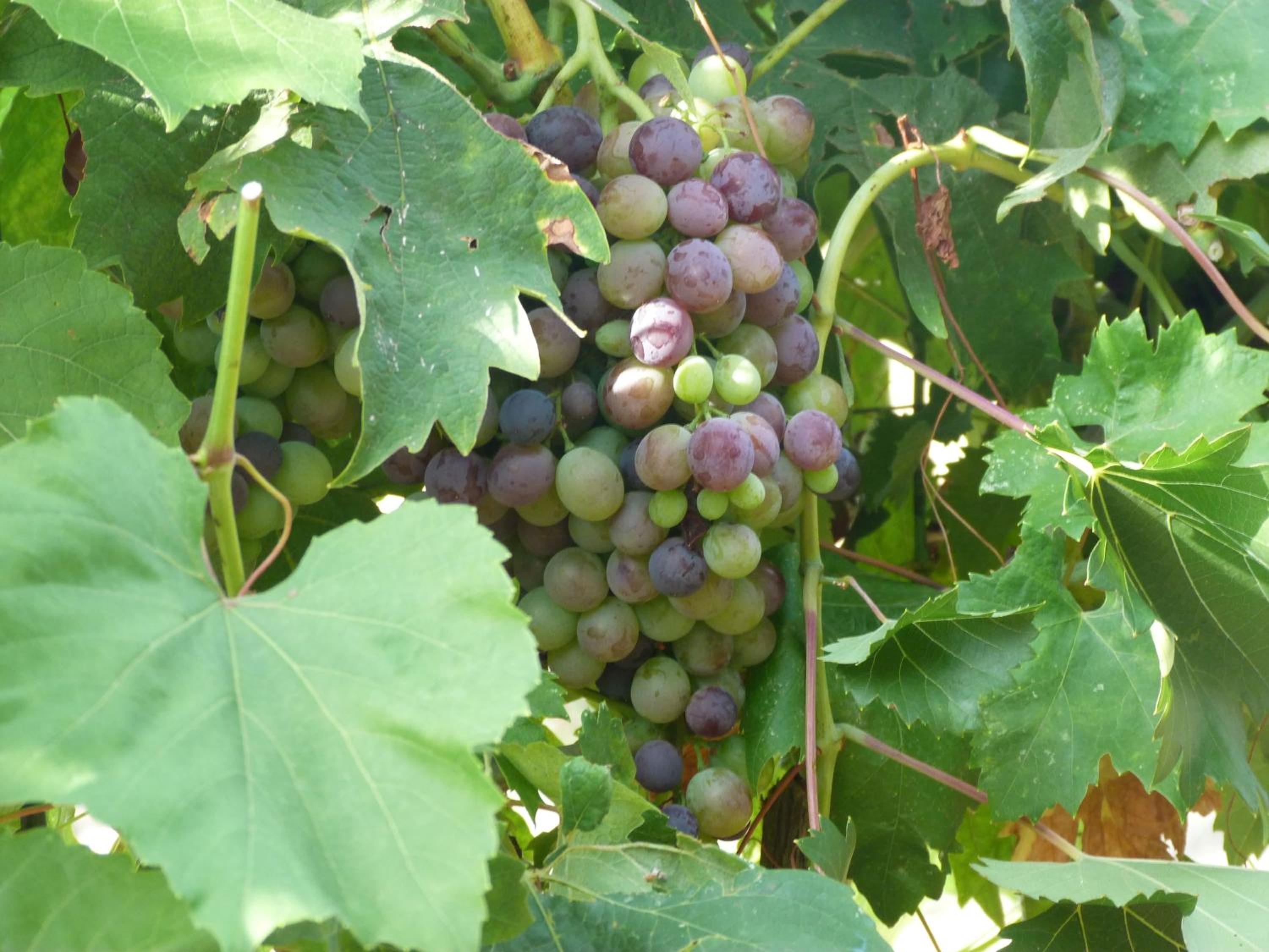 Photo 41
