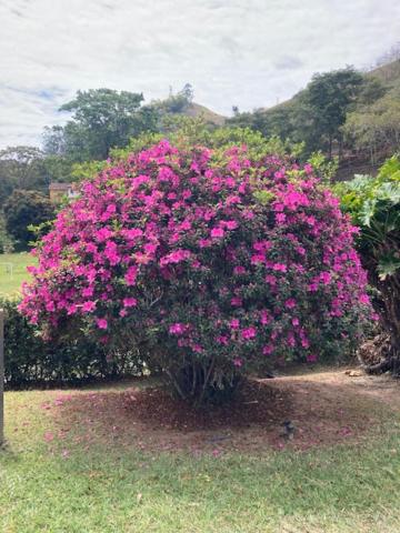 Pousada. Espatódea