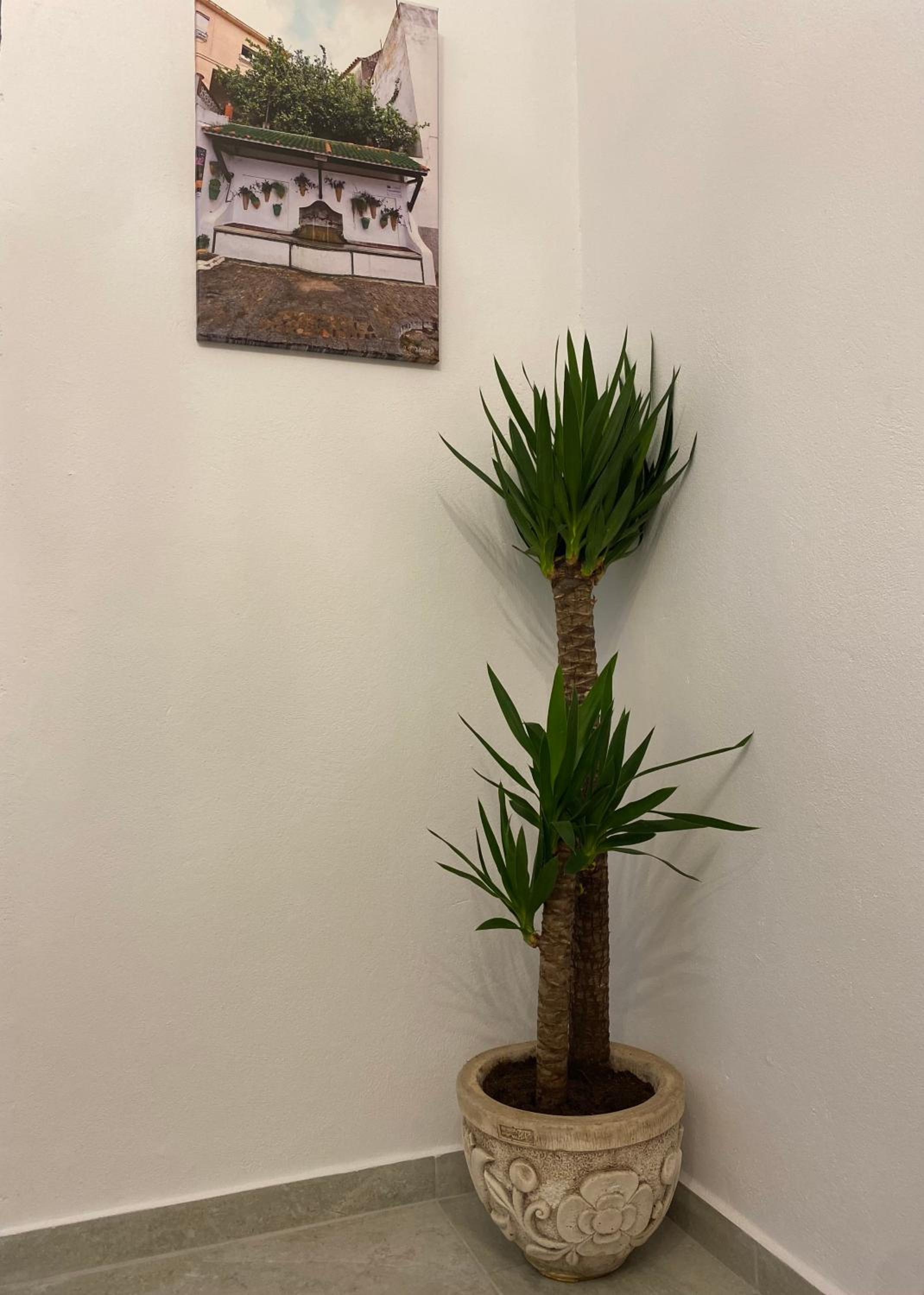 Suites Benalup Centro