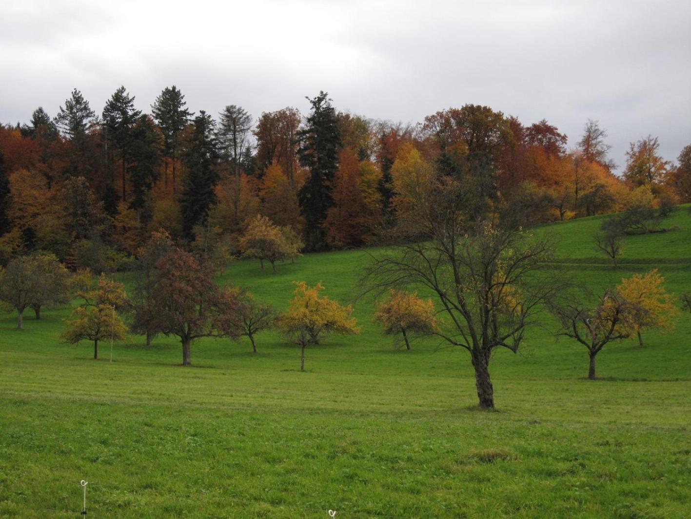Schwarzwalddomizil am Glottertal