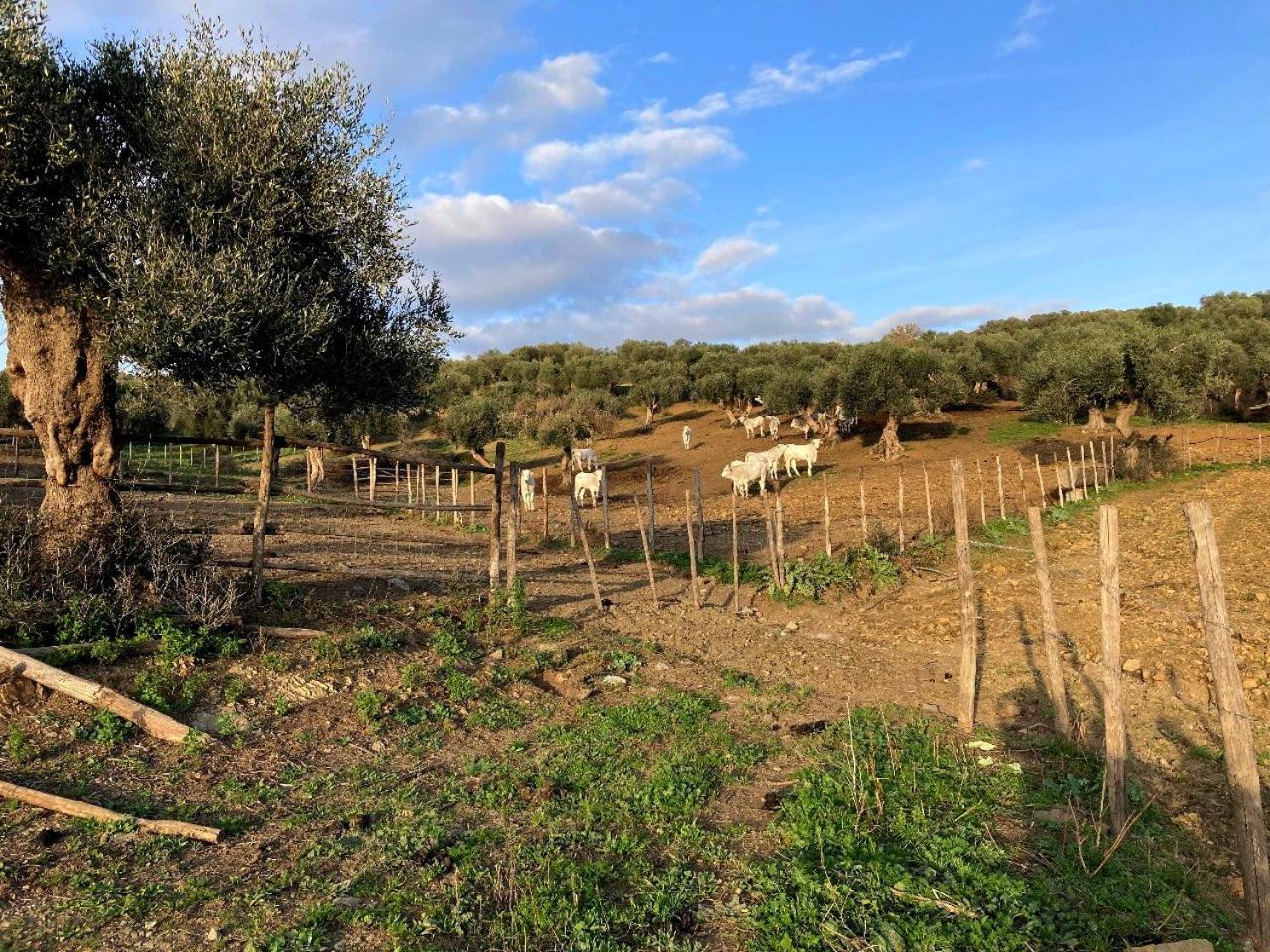 Fattoria Tolomei