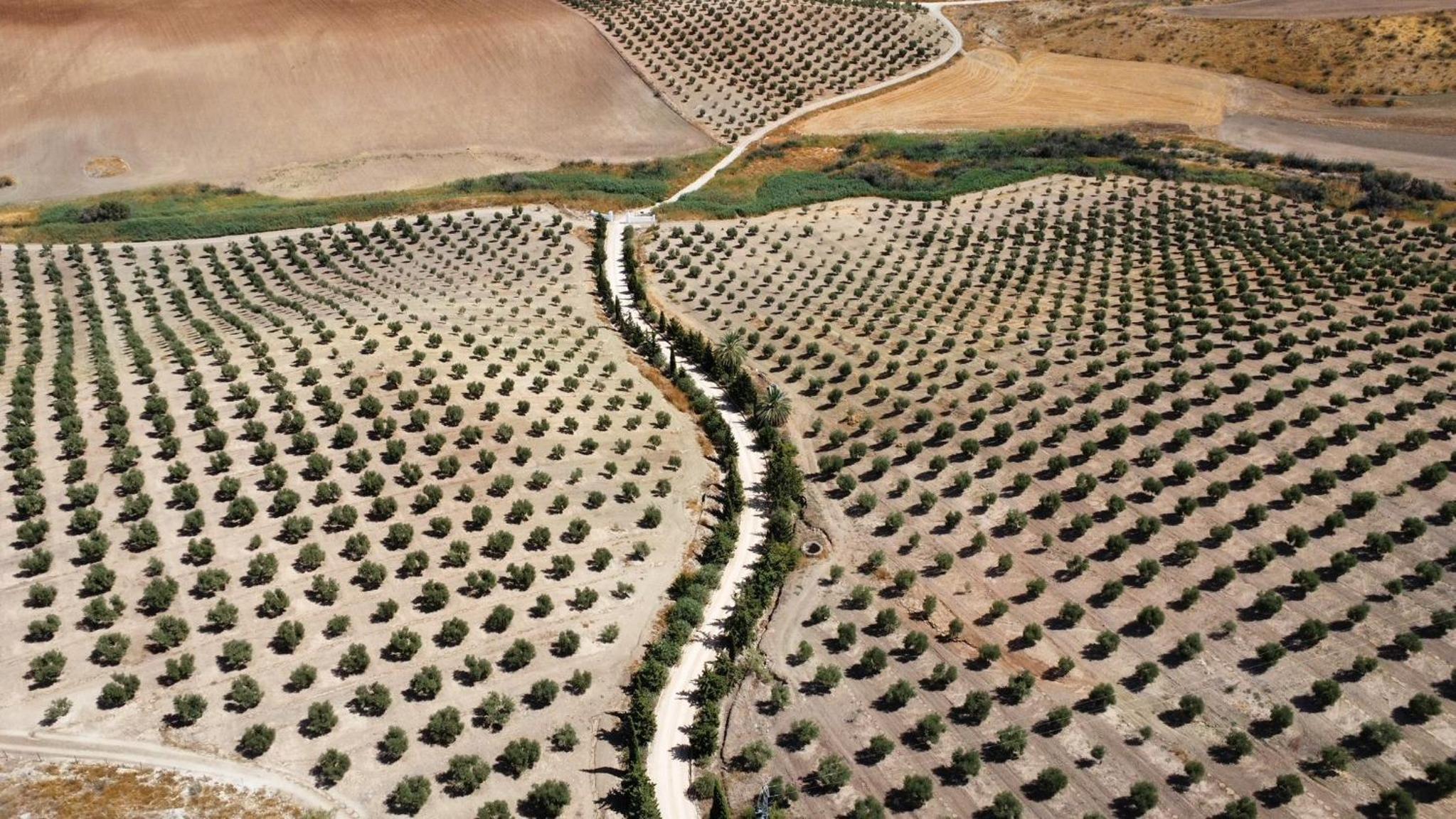 Cortijo Doñana