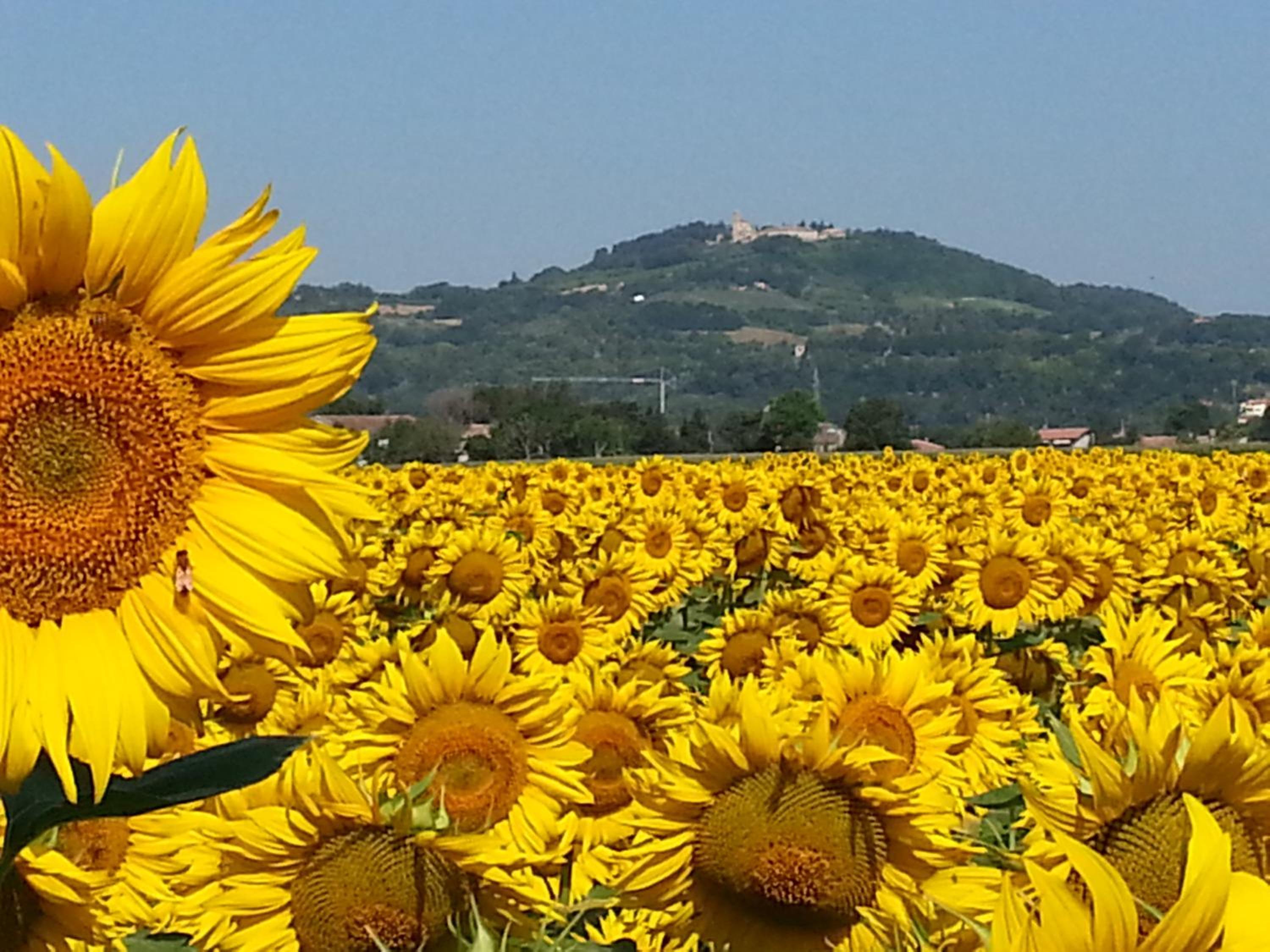 Al Villino del Sole