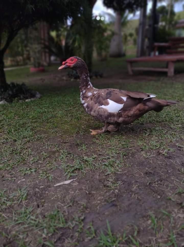 Pousada Sítio da Floresta