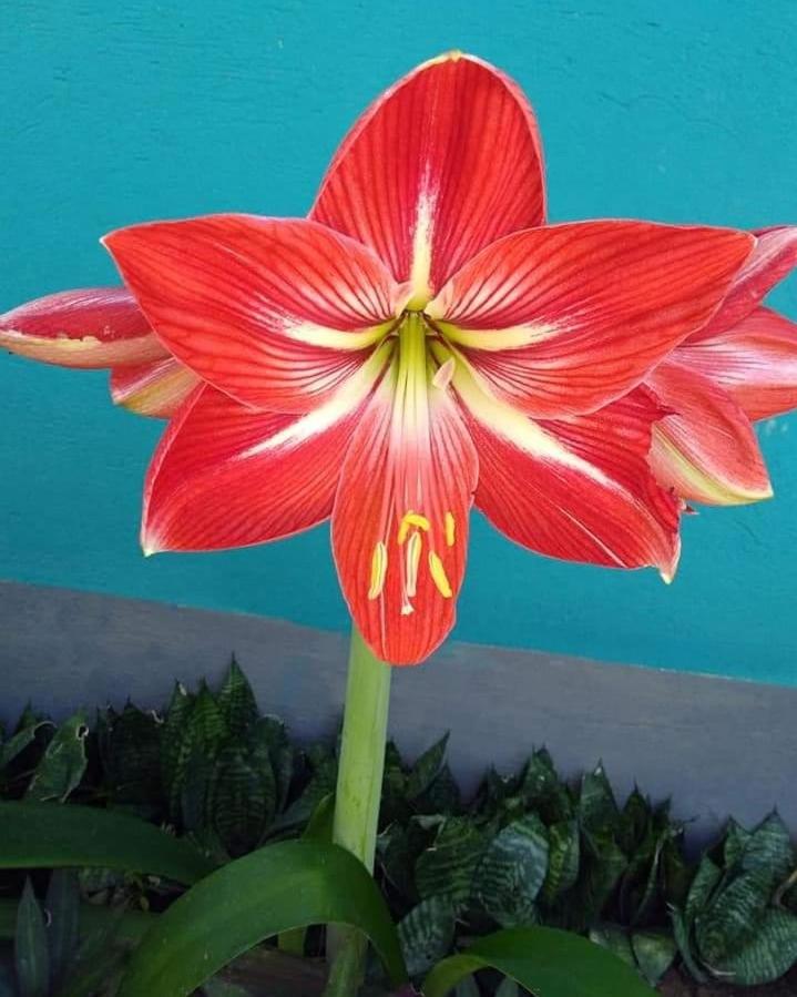 Pousada Sítio da Floresta
