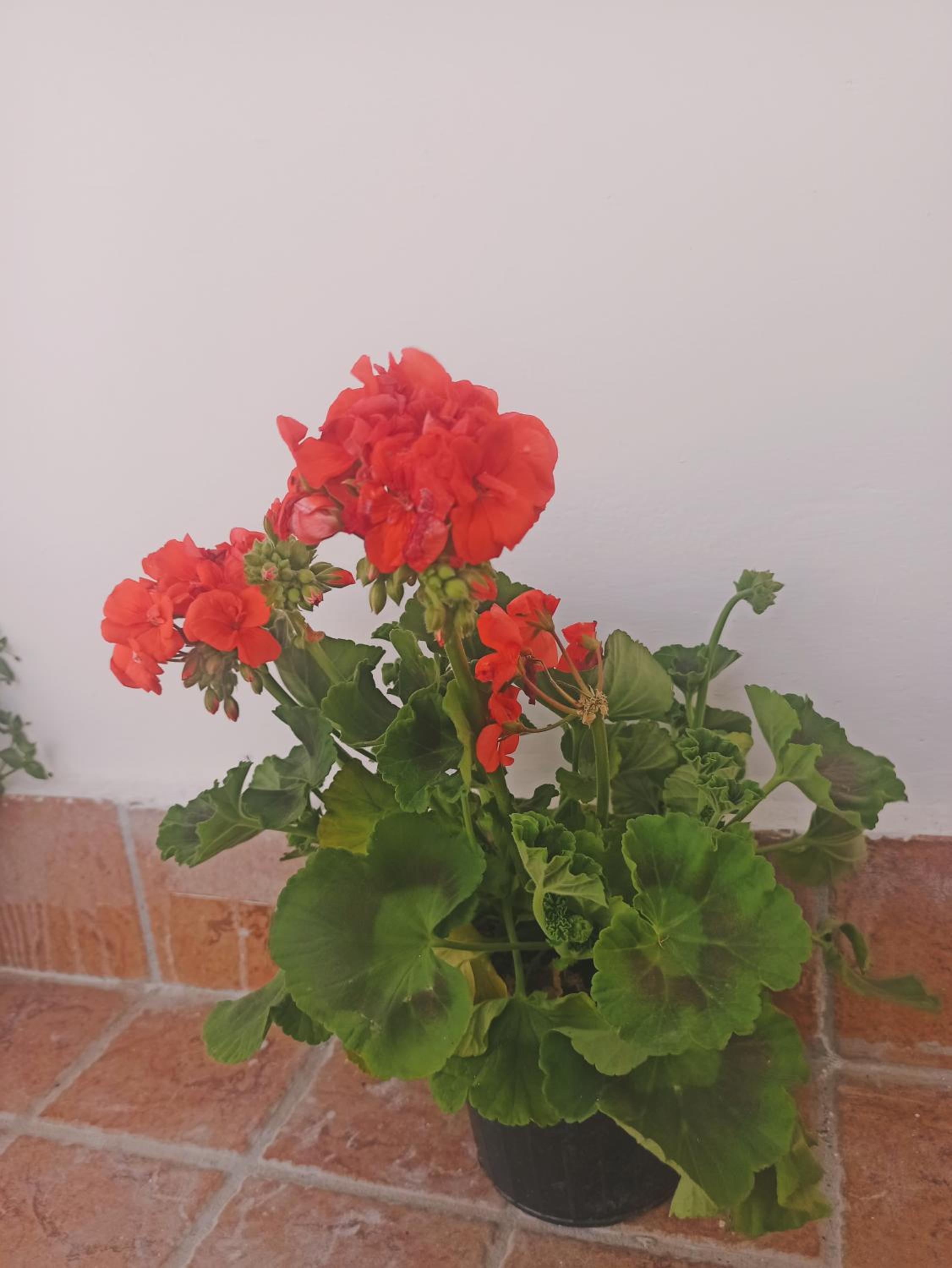 La terrazza delle fate