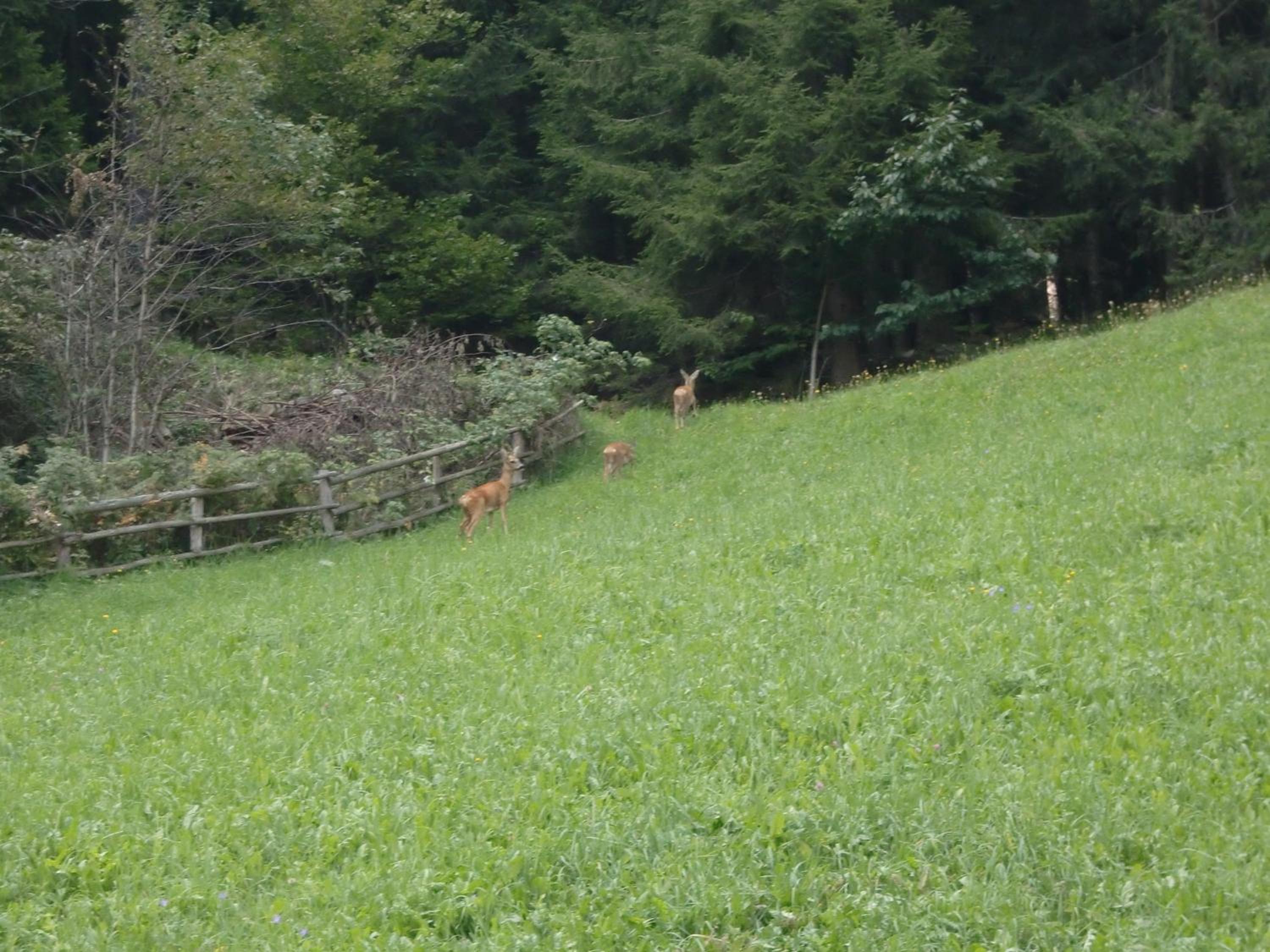 Ausserangistlhof photo 4