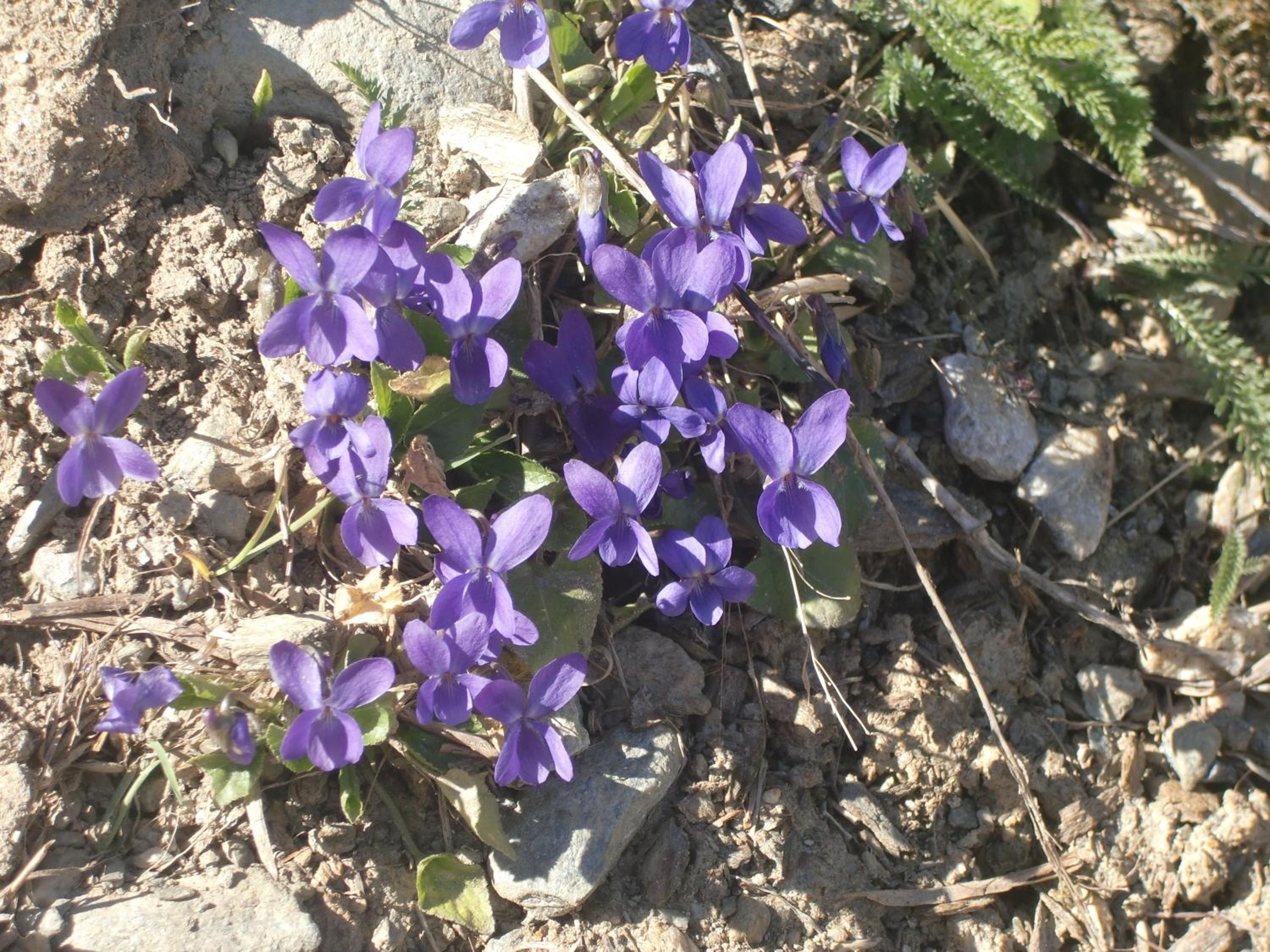 Photo 25