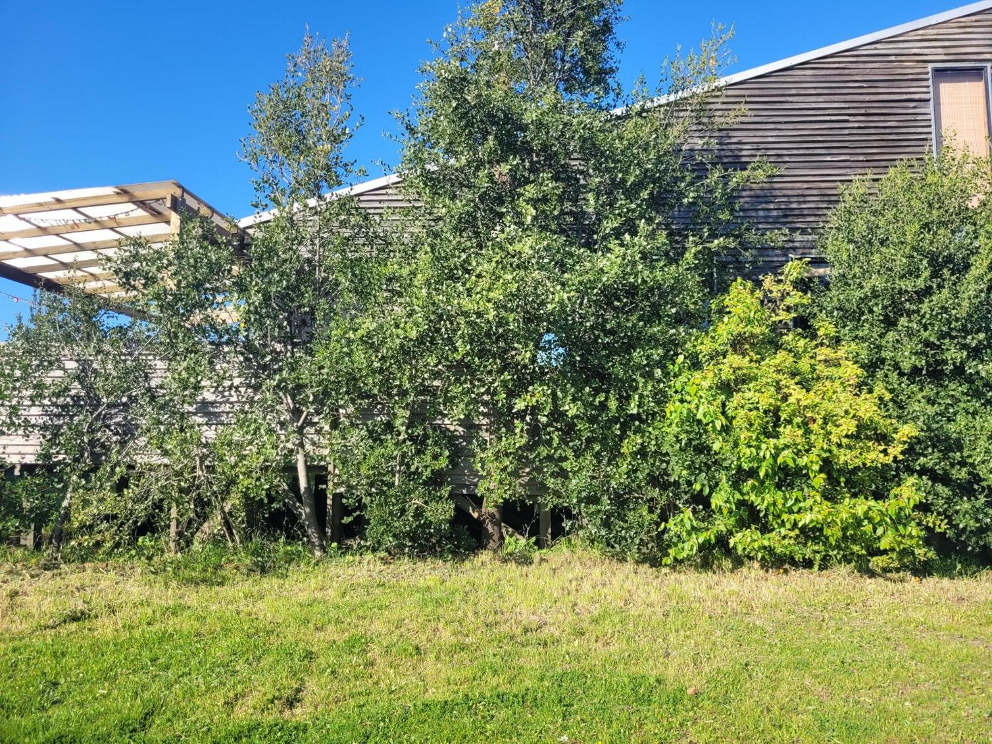 Curanipecologde