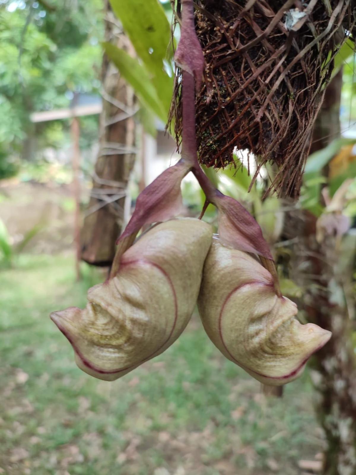 POUSADA BAWARY