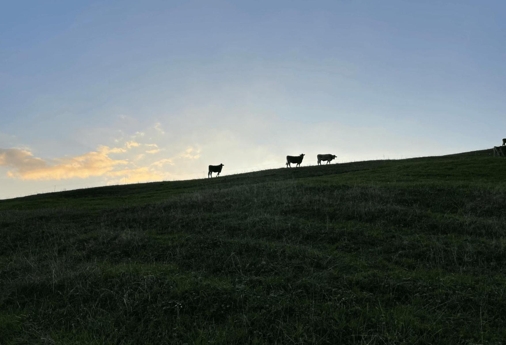 Angelas Ferienwohnungen Oberstaufen