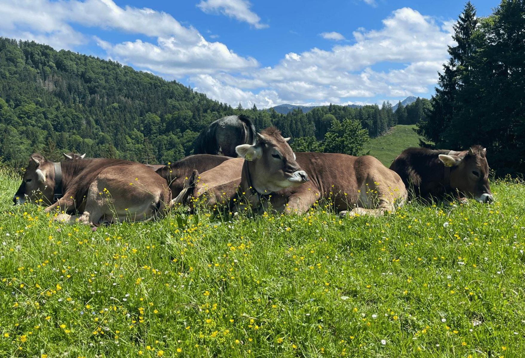Angelas Ferienwohnungen Oberstaufen
