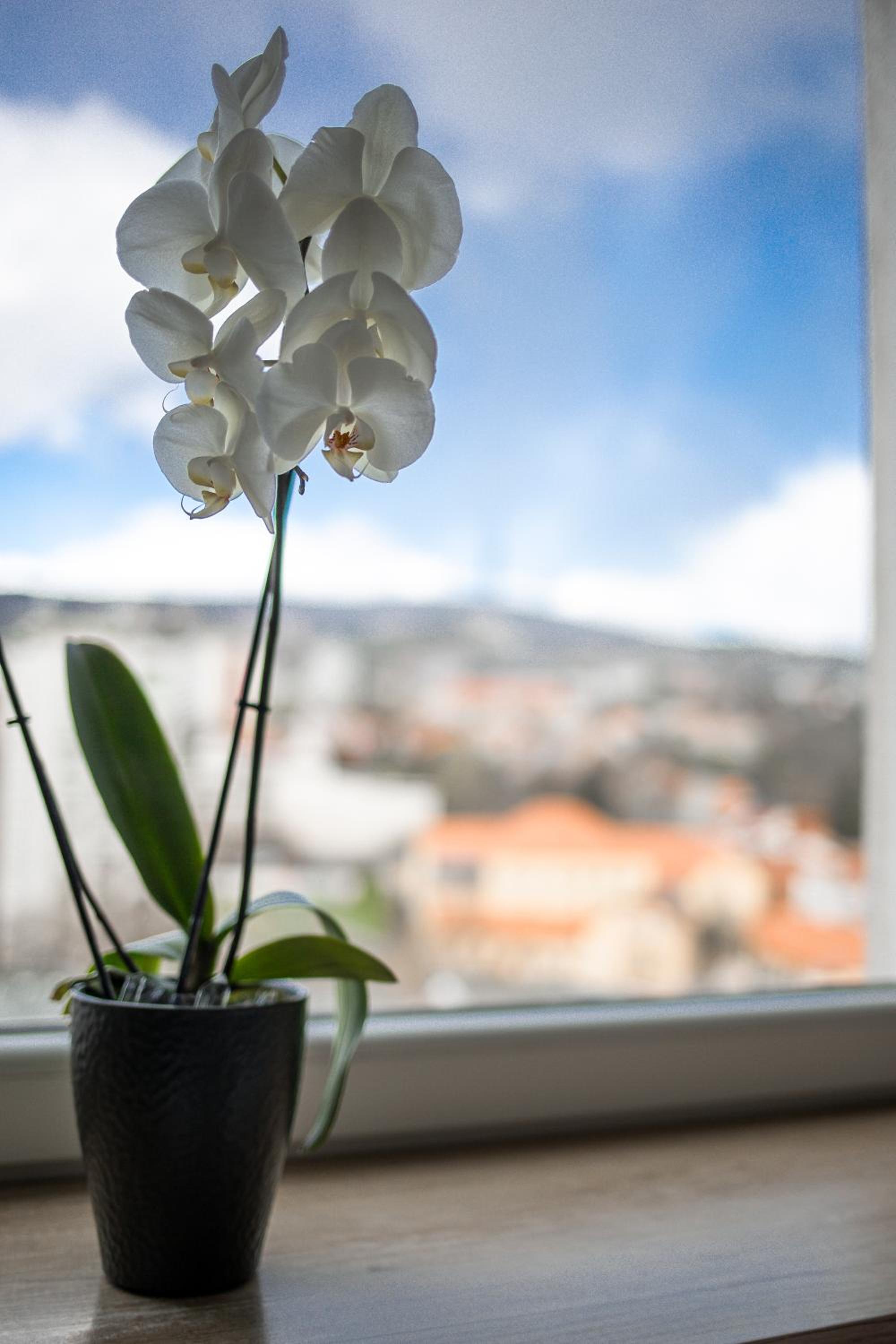 Városi Apartman