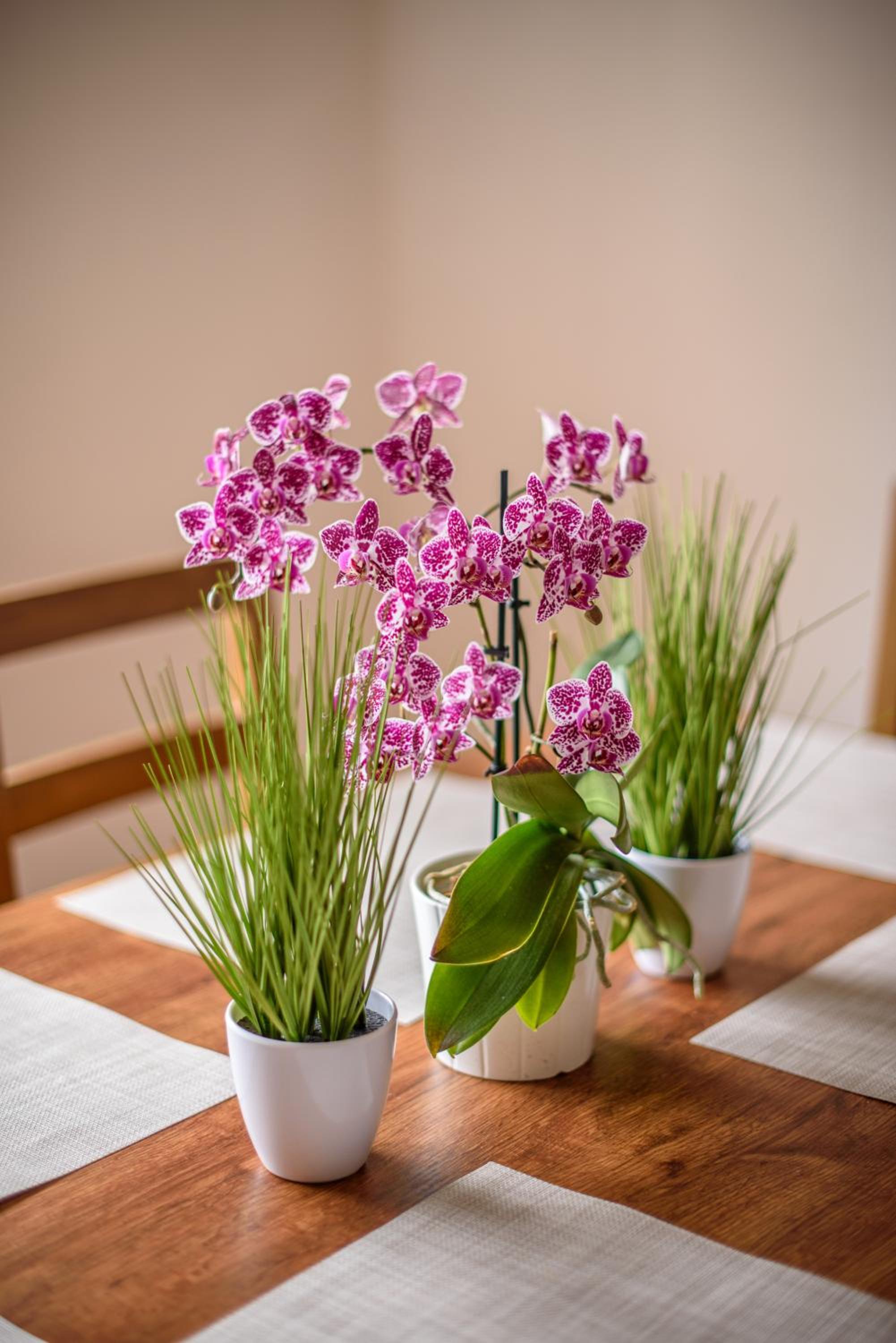 Apartmány Slavíkov - Superior Apartmán