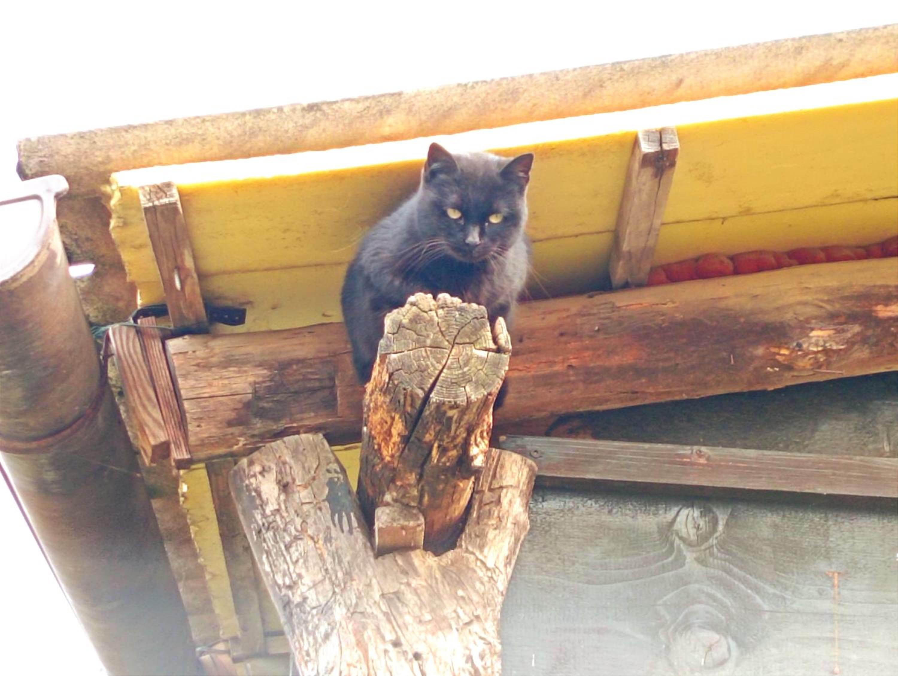 Felix House - Property Image 52