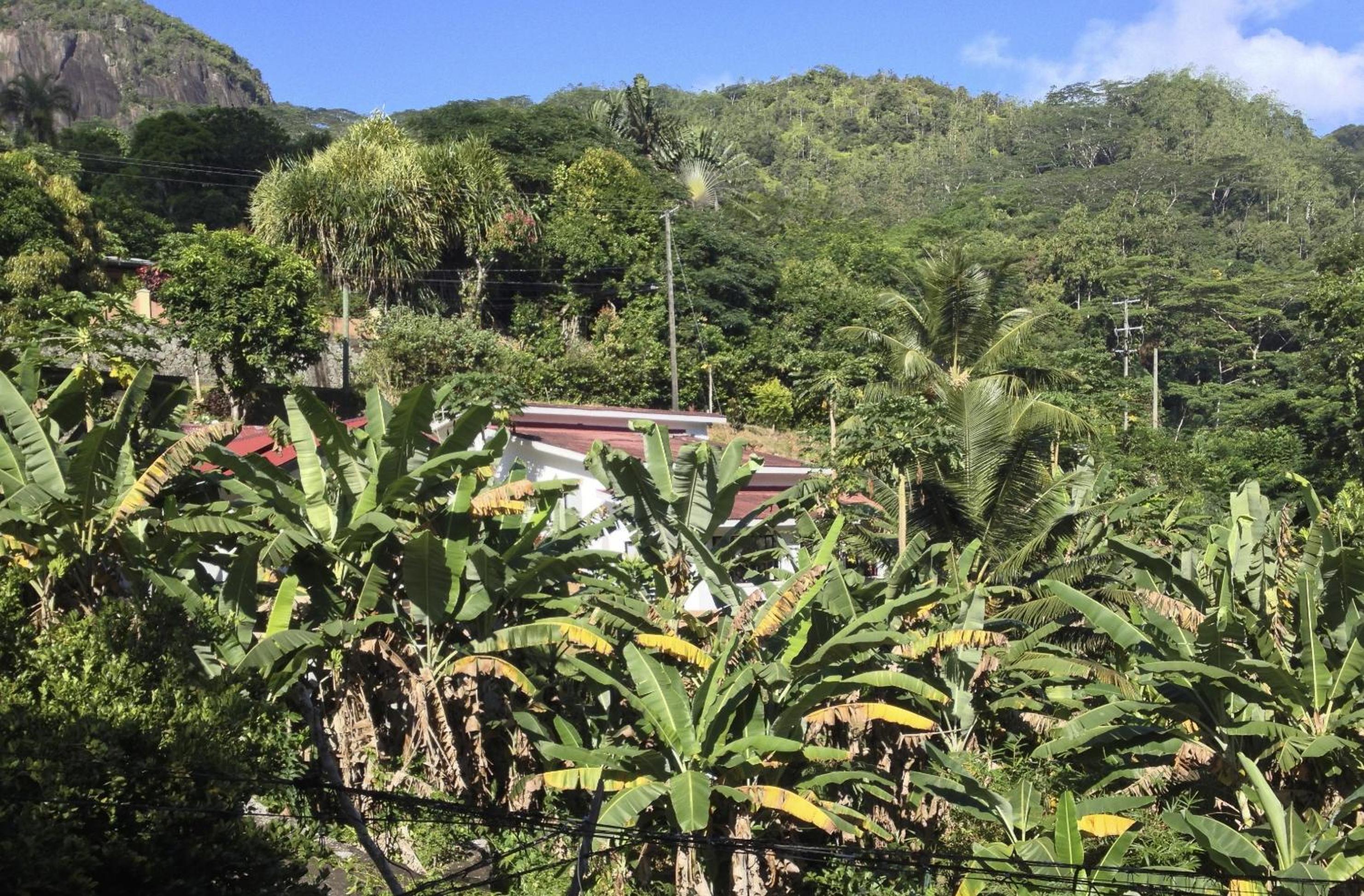 Papaya Guesthouse photo 2