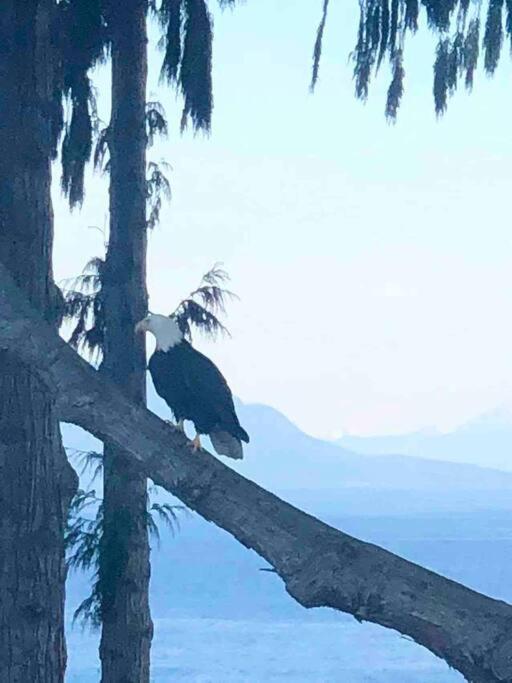 Waterfront Eagle Nest