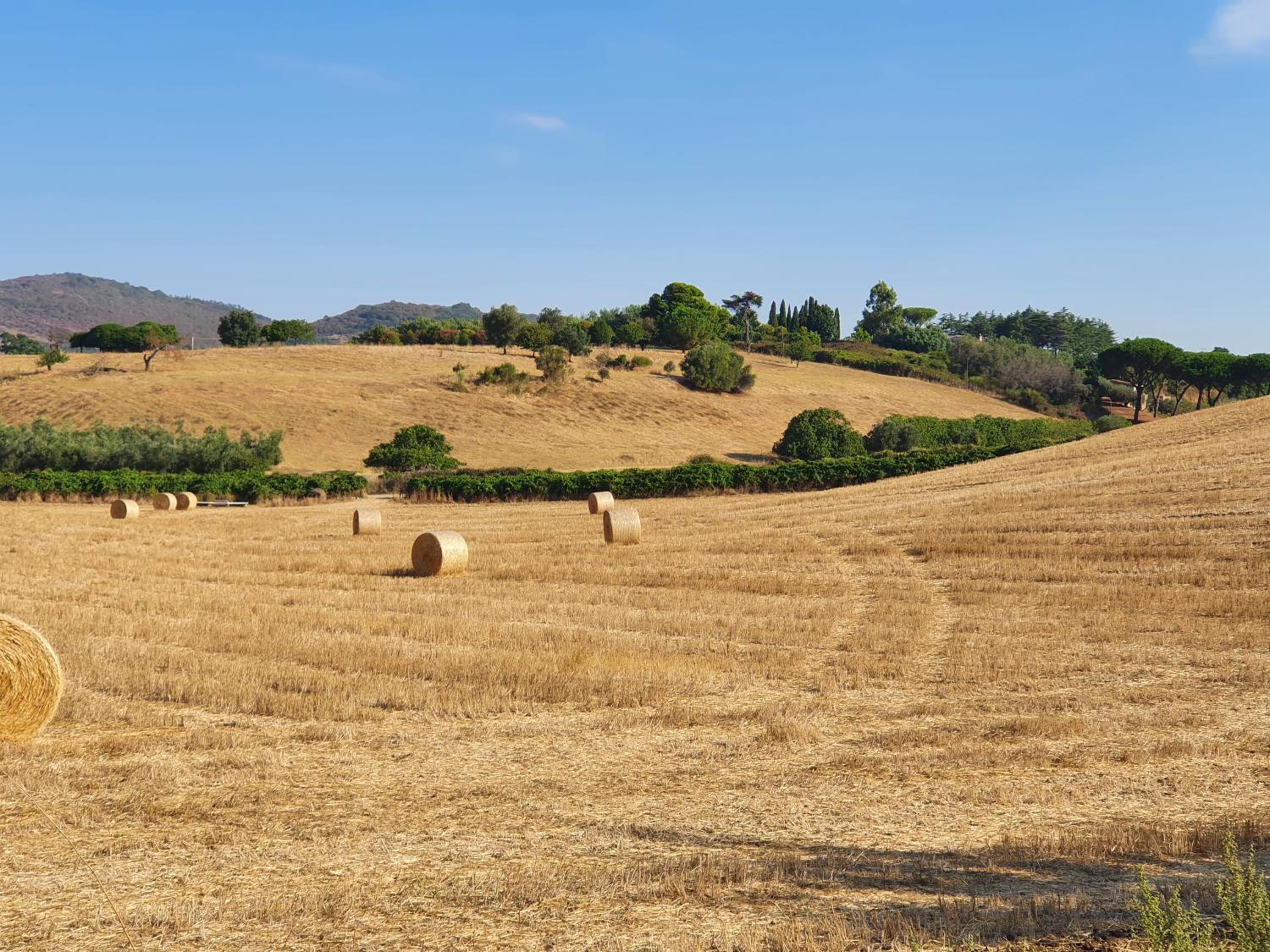 Azienda Agricola Sinisi