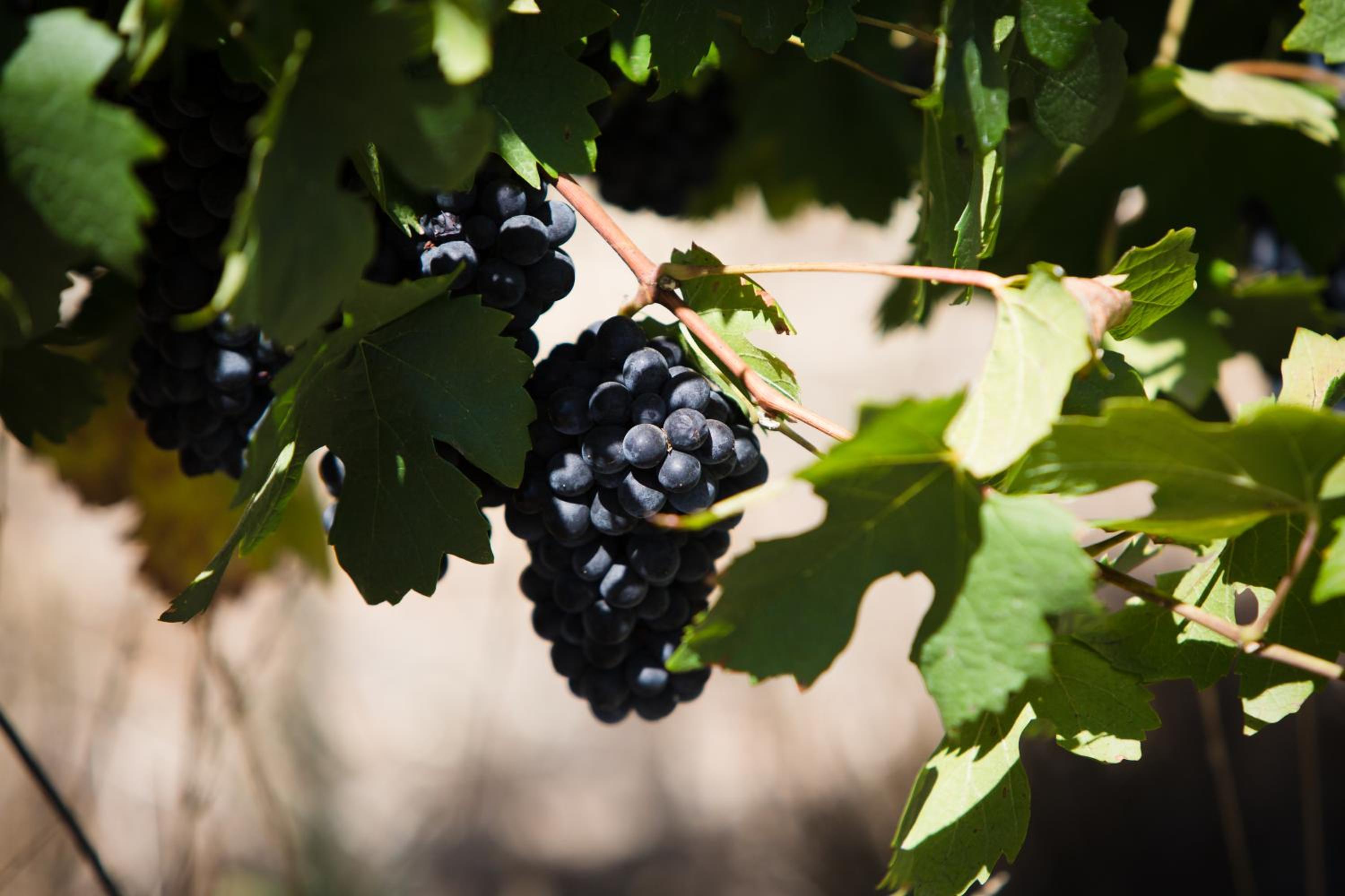 Manley Wine Estate