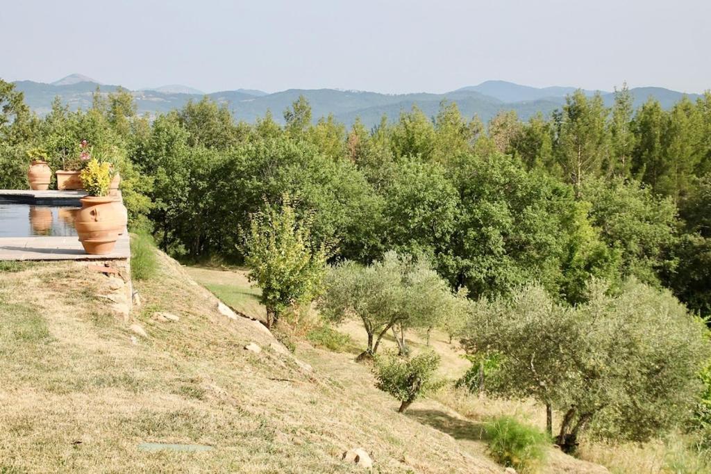 Torricella