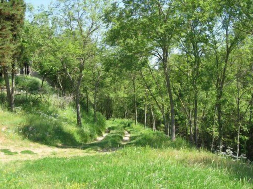 Torricella