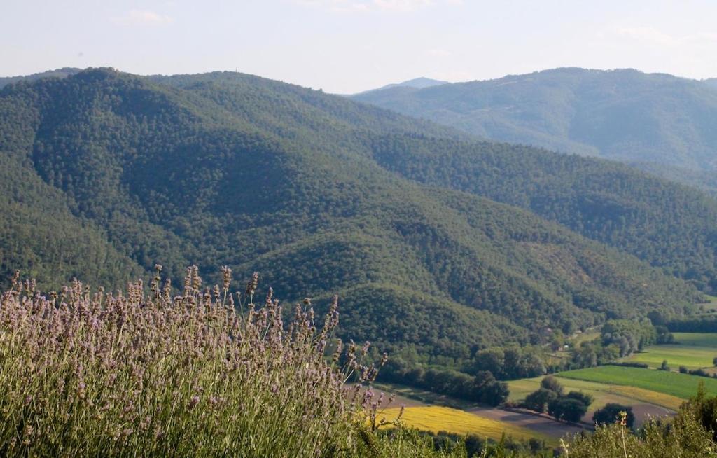 Torricella