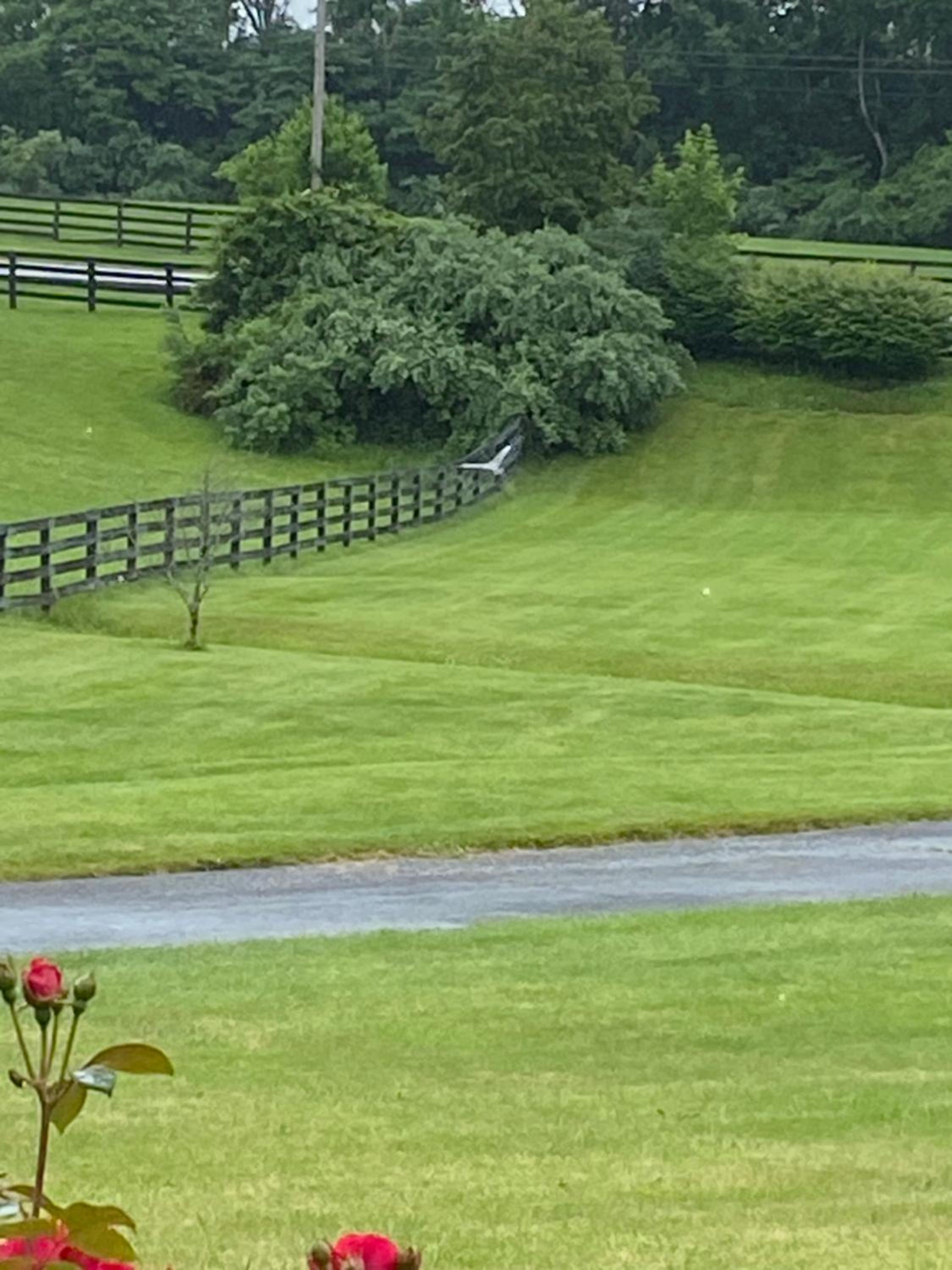 Pillow and Paddock B&B
