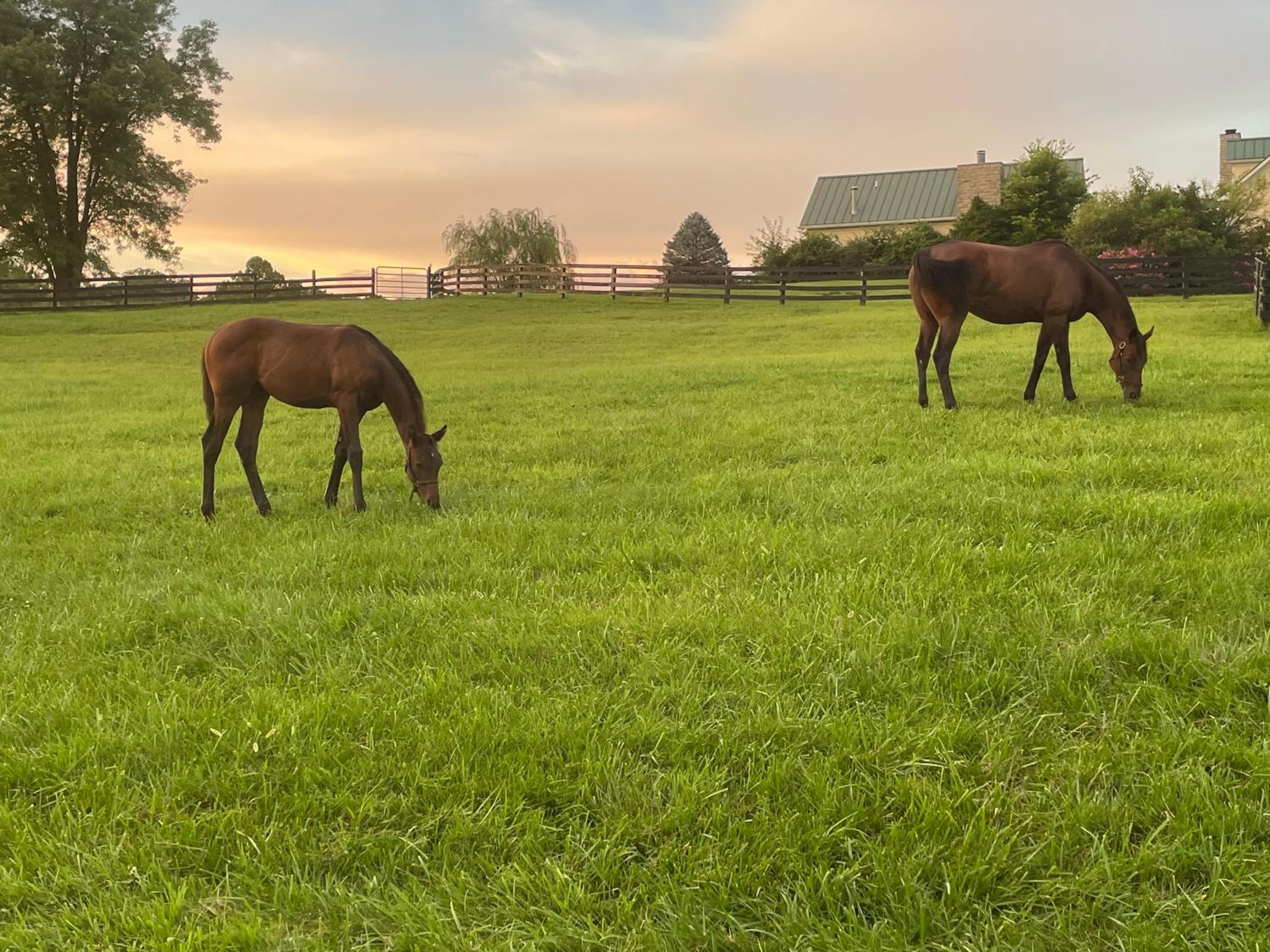 Pillow and Paddock B&B