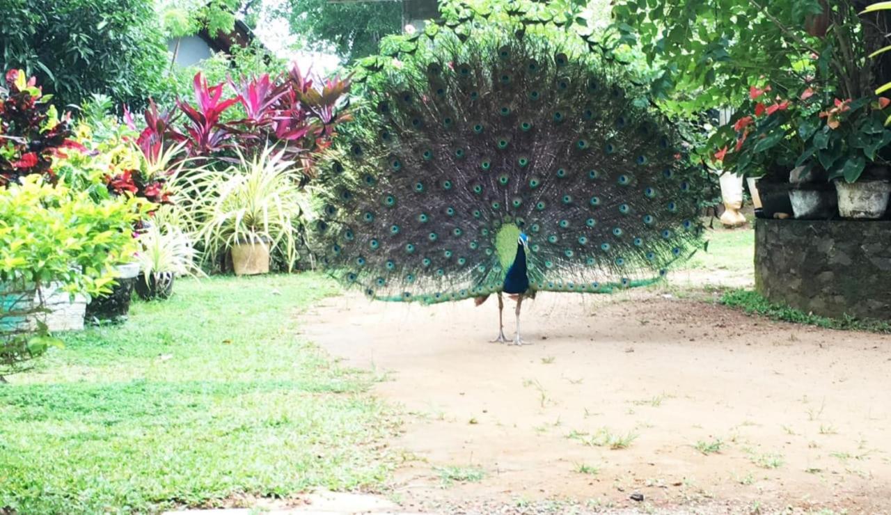 Bird House Homestays