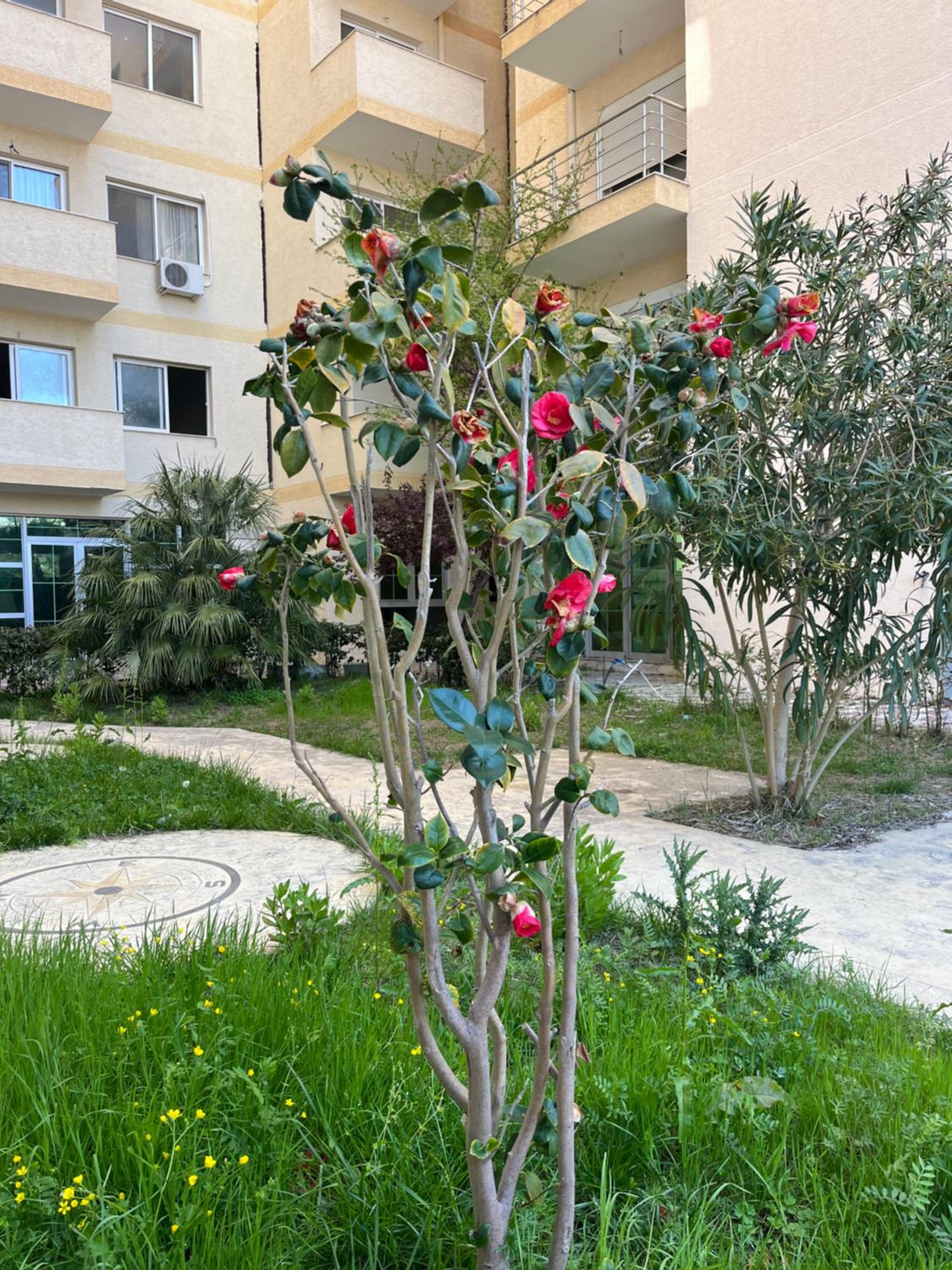 Dea Luxury Apartament Beach